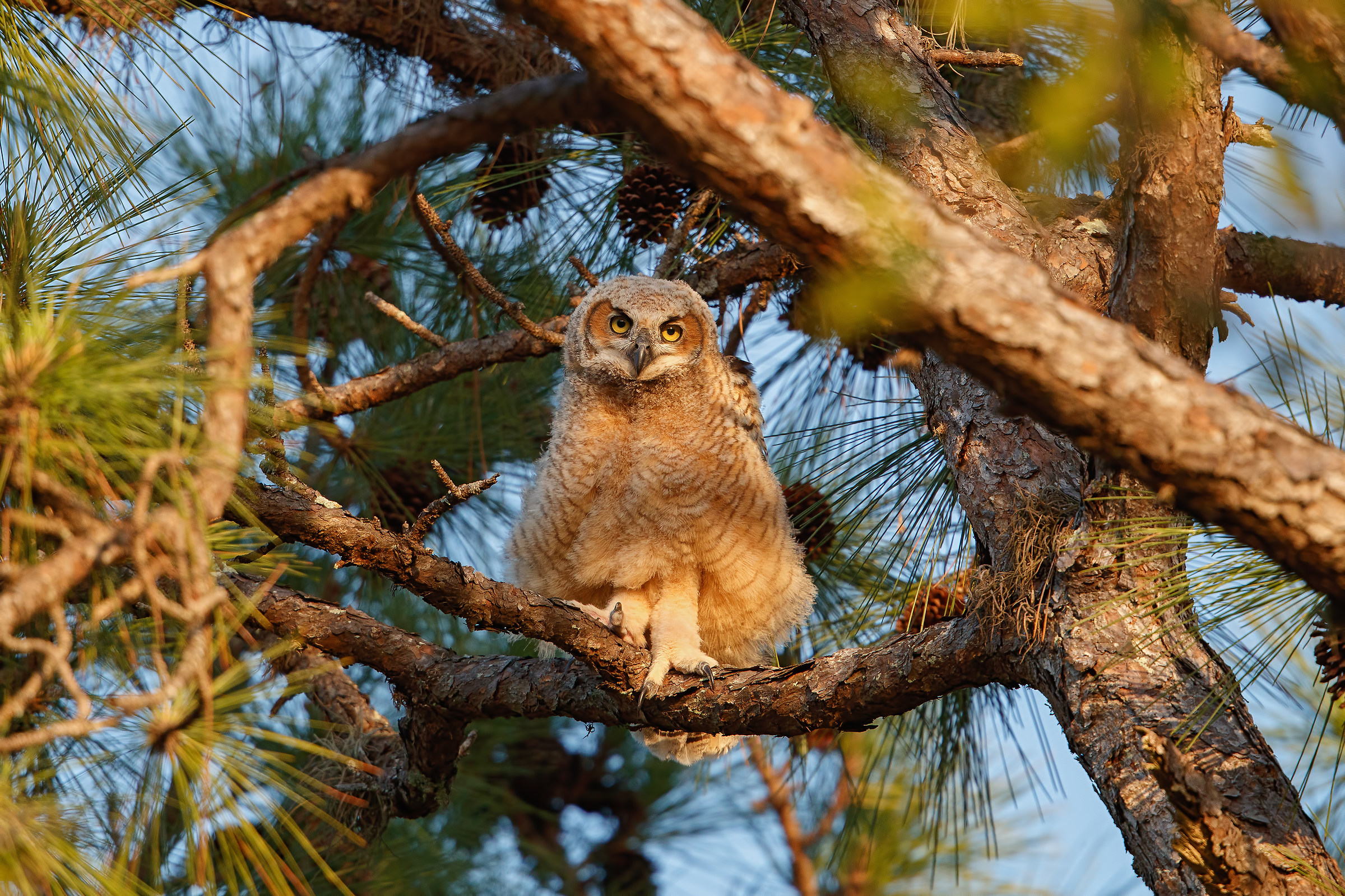 Baby Great Horned Owl