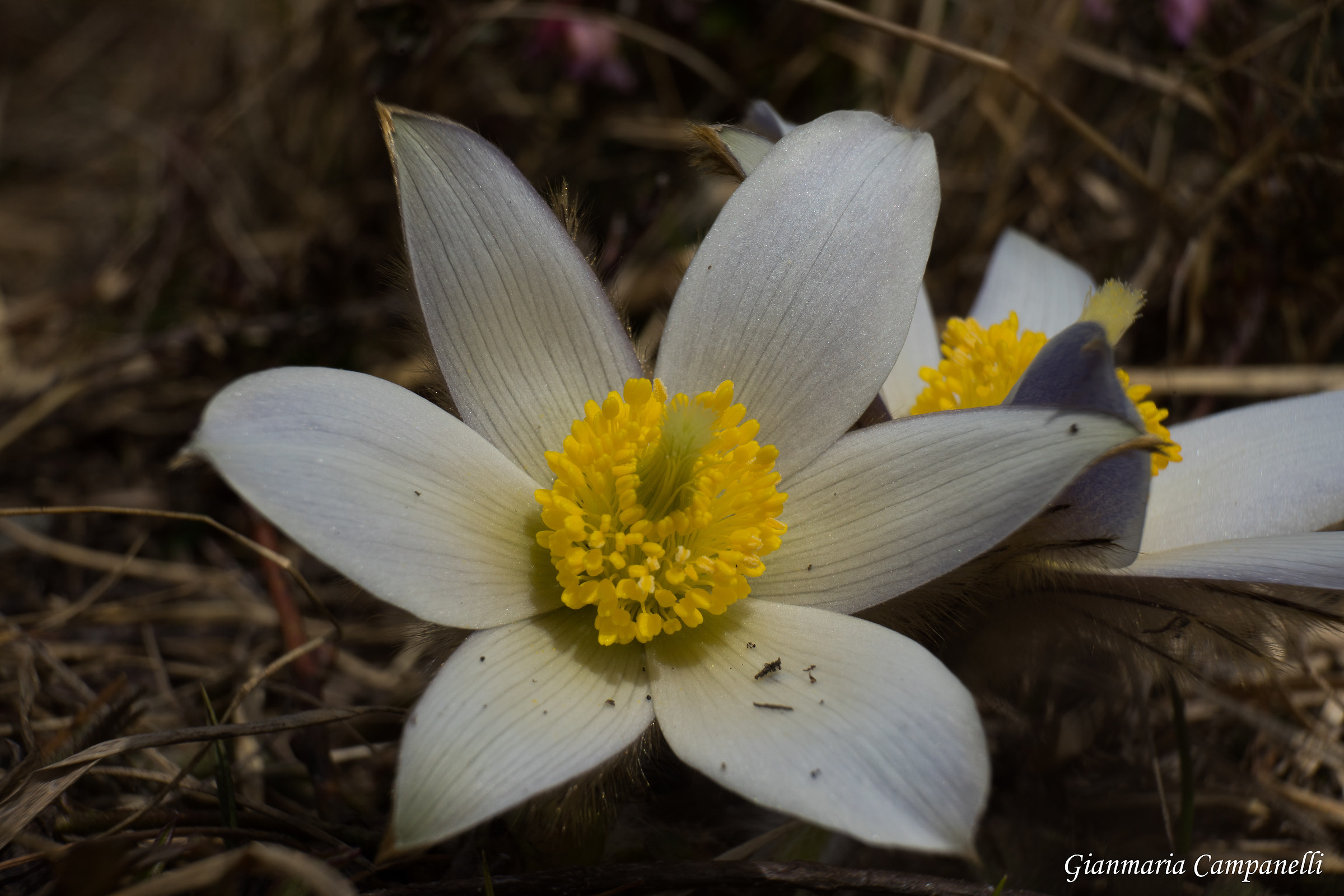 Pulsatilla vernalis (l.)