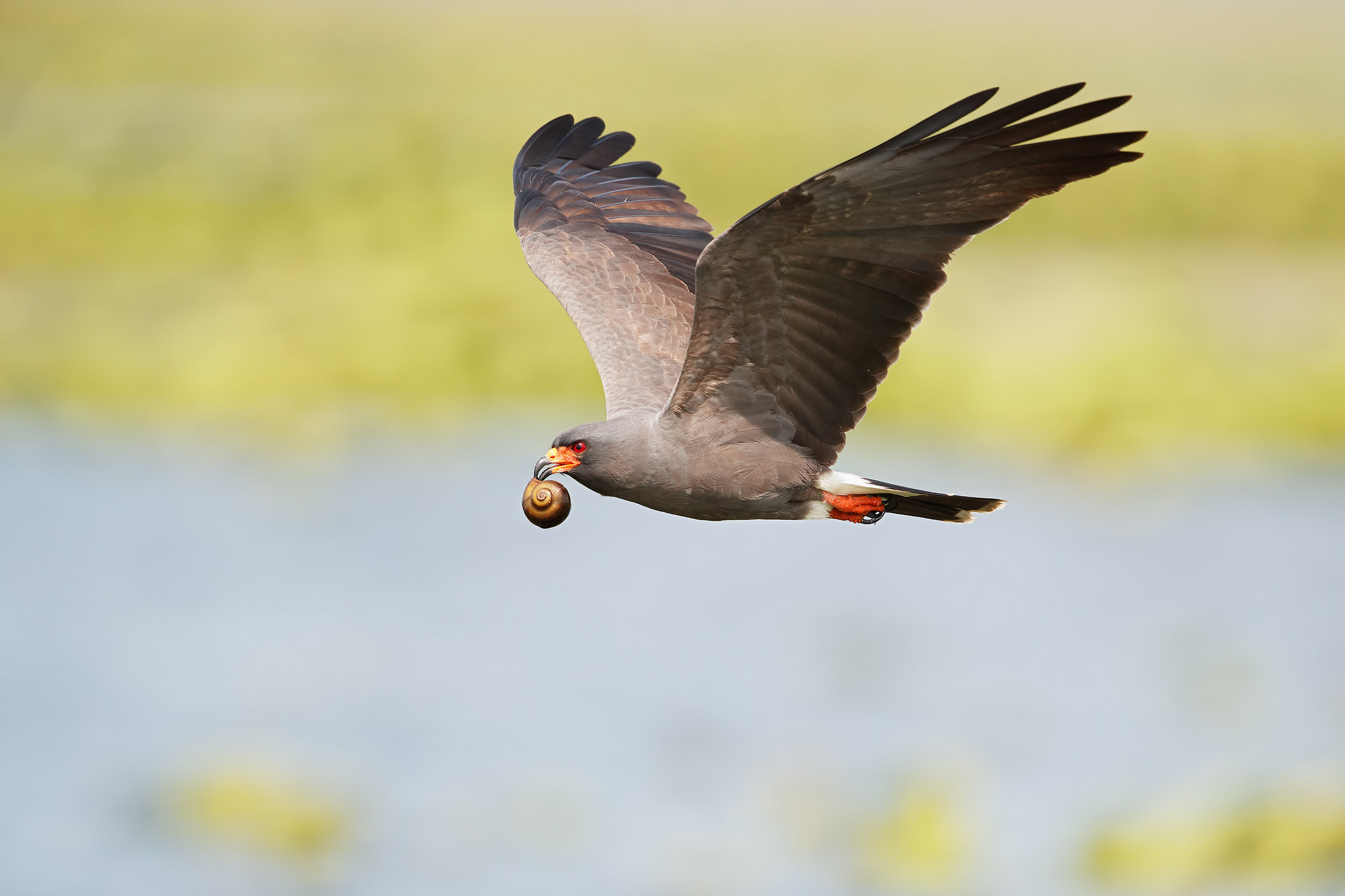 Snail Kite