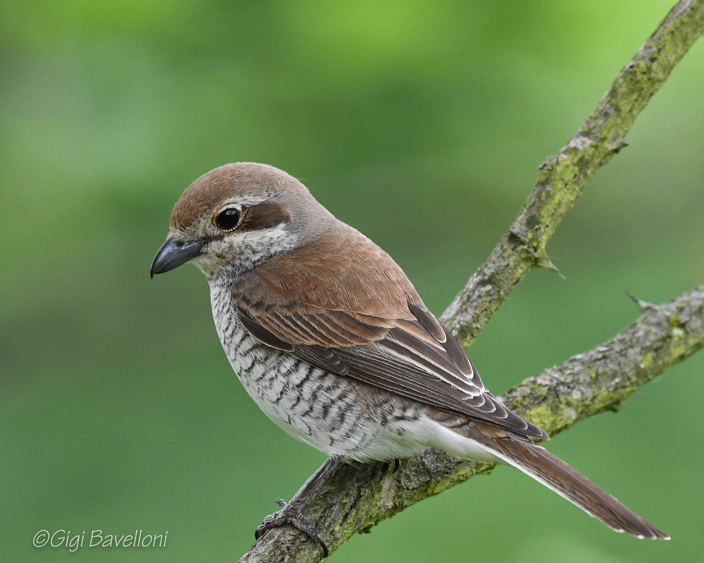 averla piccola femmina