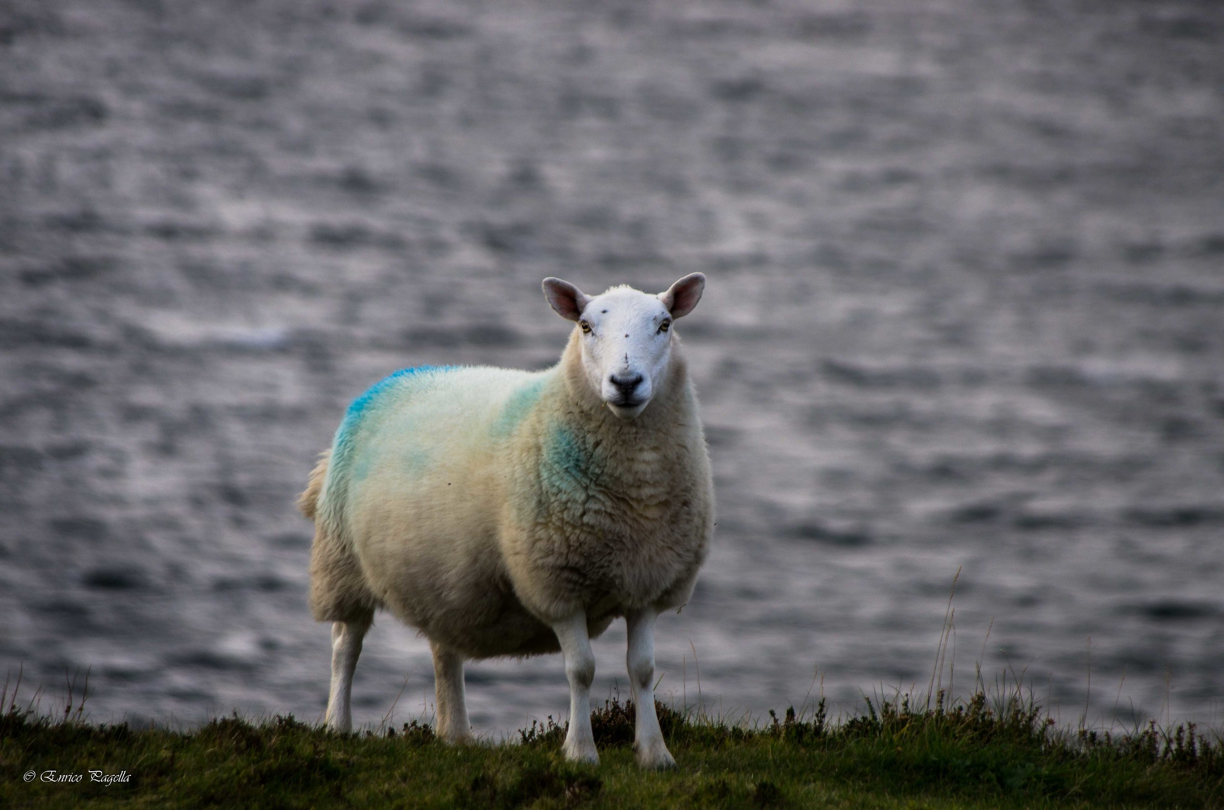 a Scottish sheep