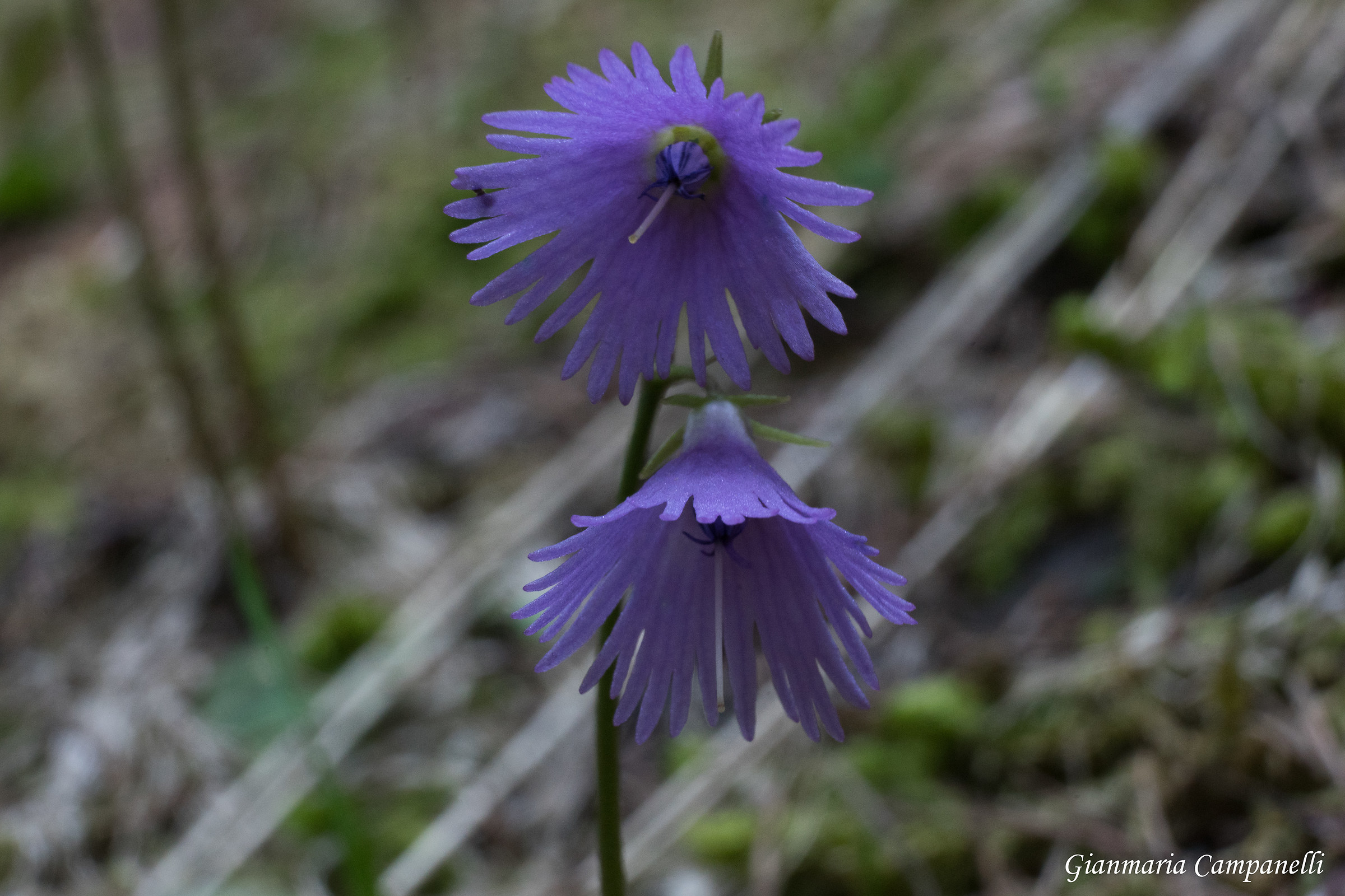 Soldanella alpina L.