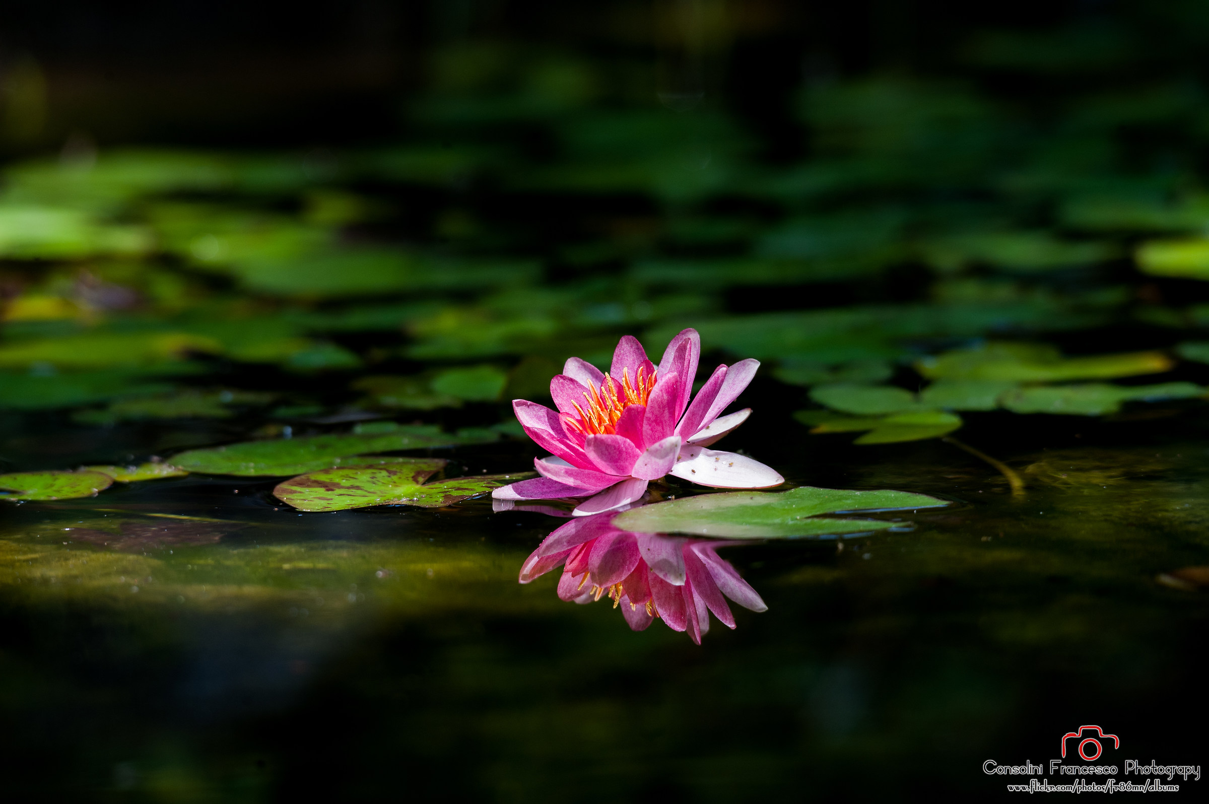 Parco Giardino Sigurtà 2017