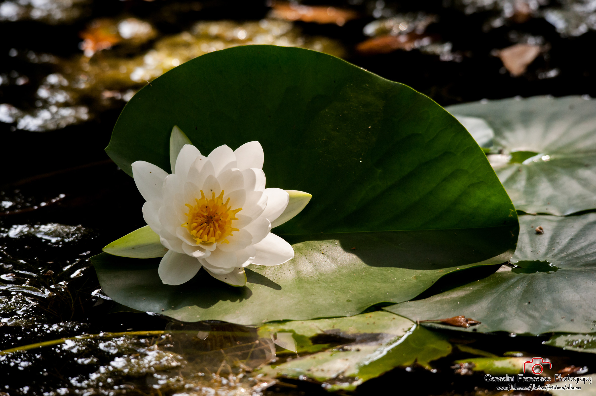 Parco Giardino Sigurtà 2017