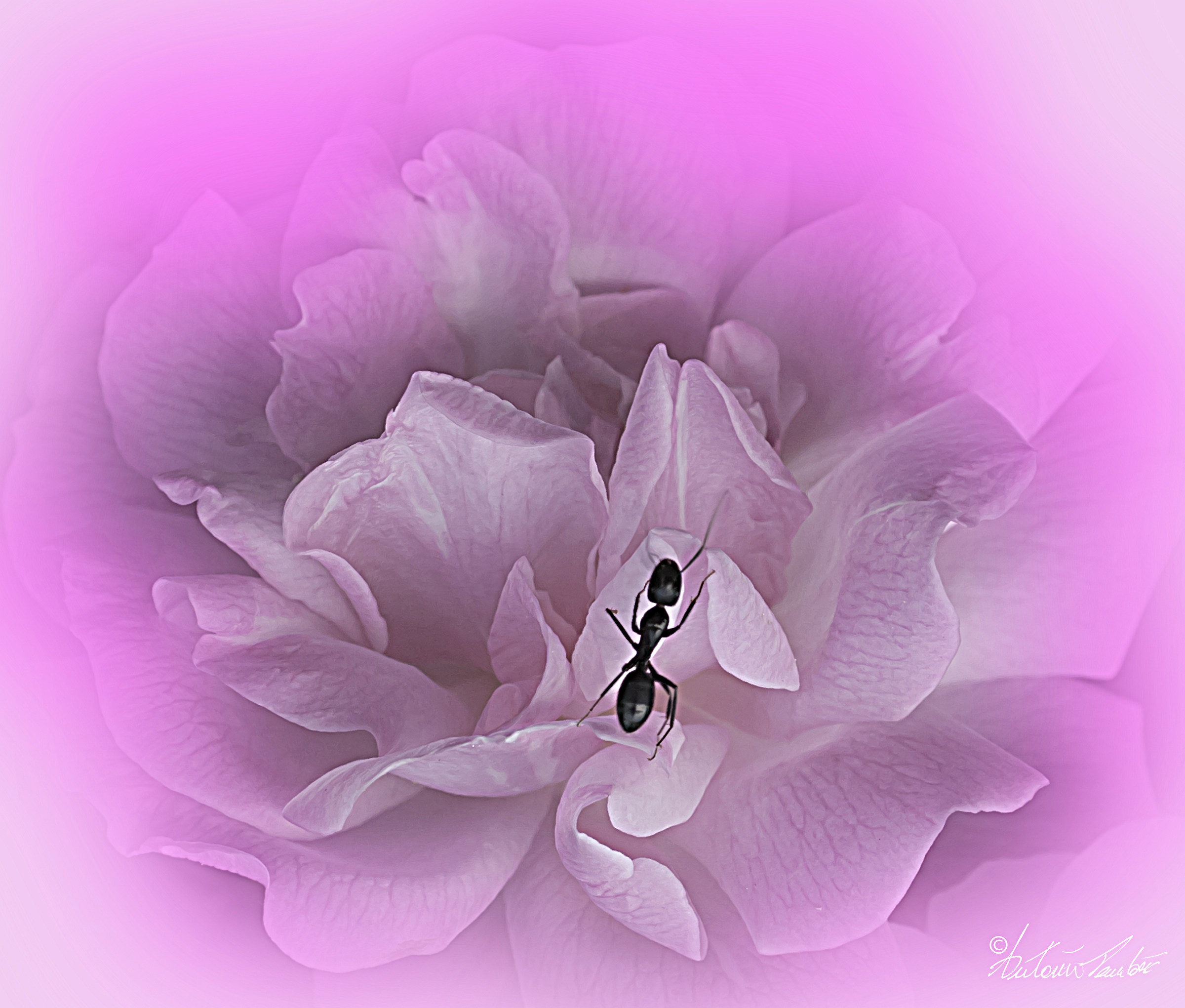 Struggling to survive,,,