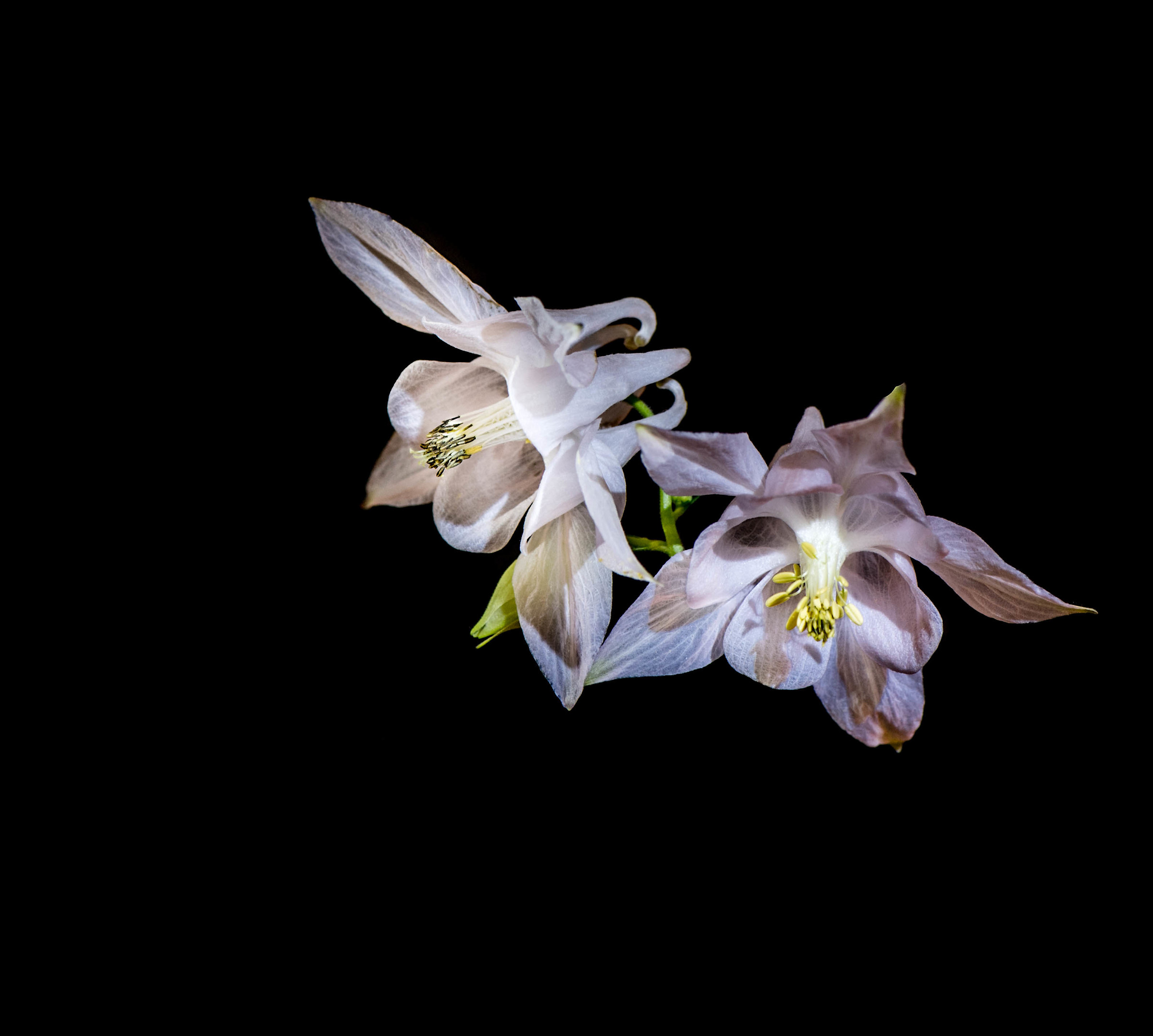 Light pink Aquilegia.