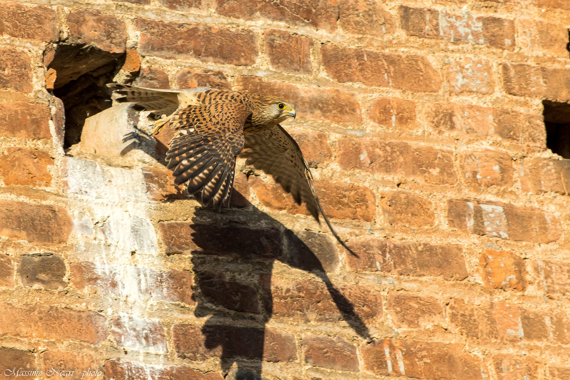 the departure of the Kestrel