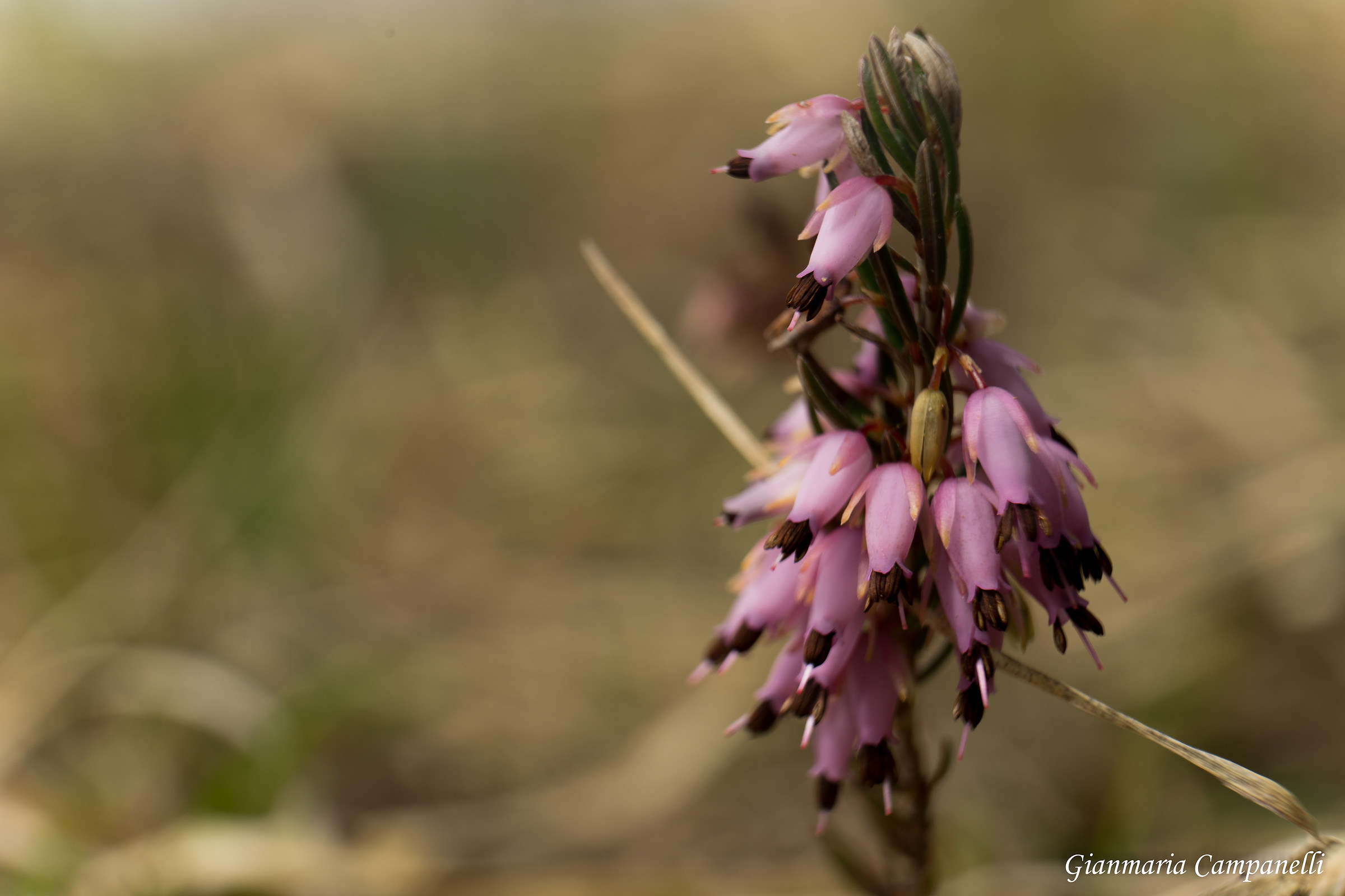 Erica carnea L.