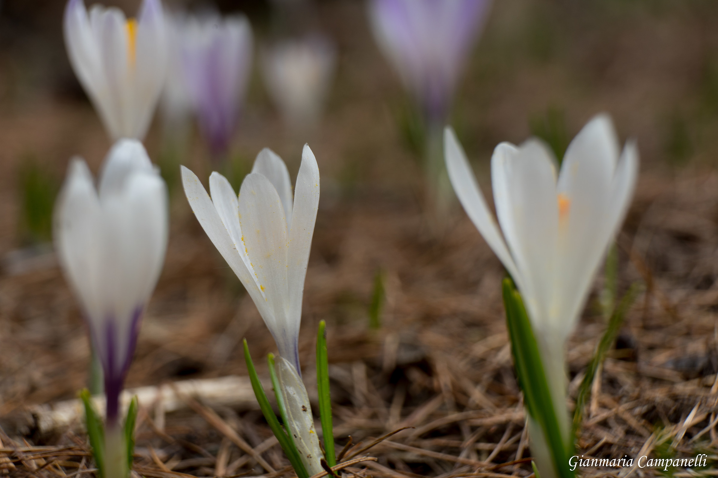 Crocus