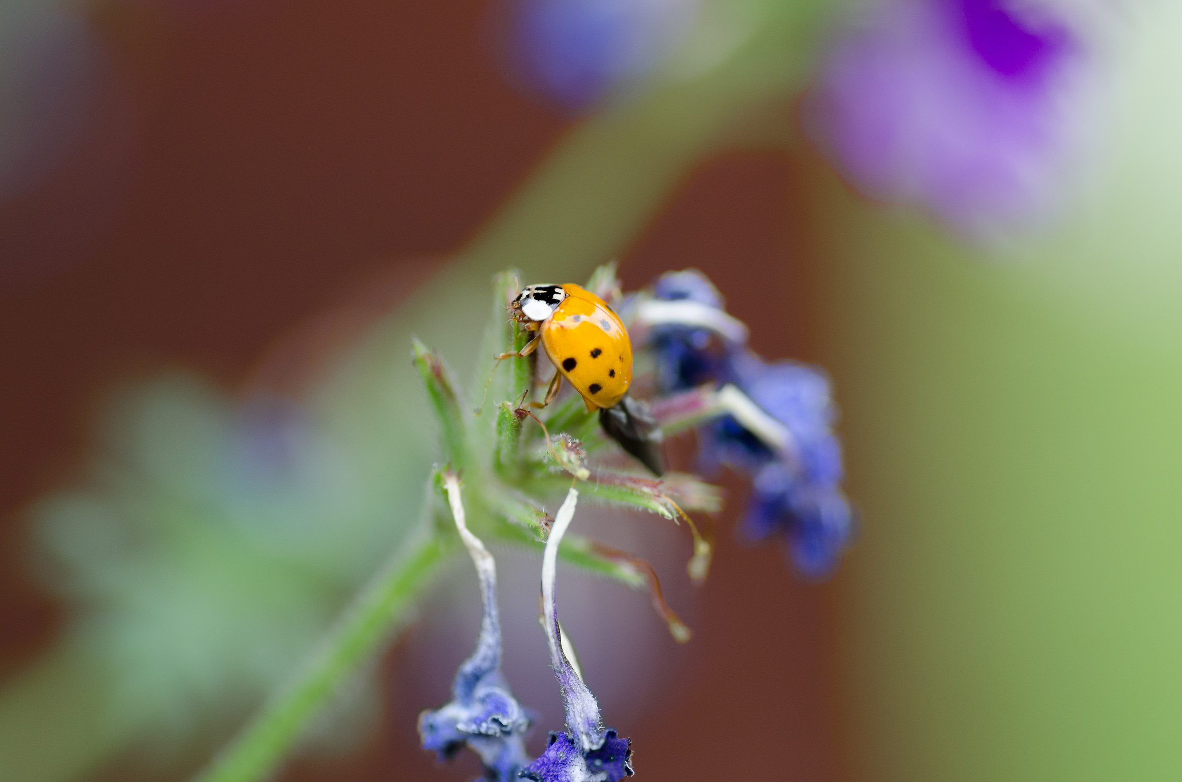 Yellow Ladybug