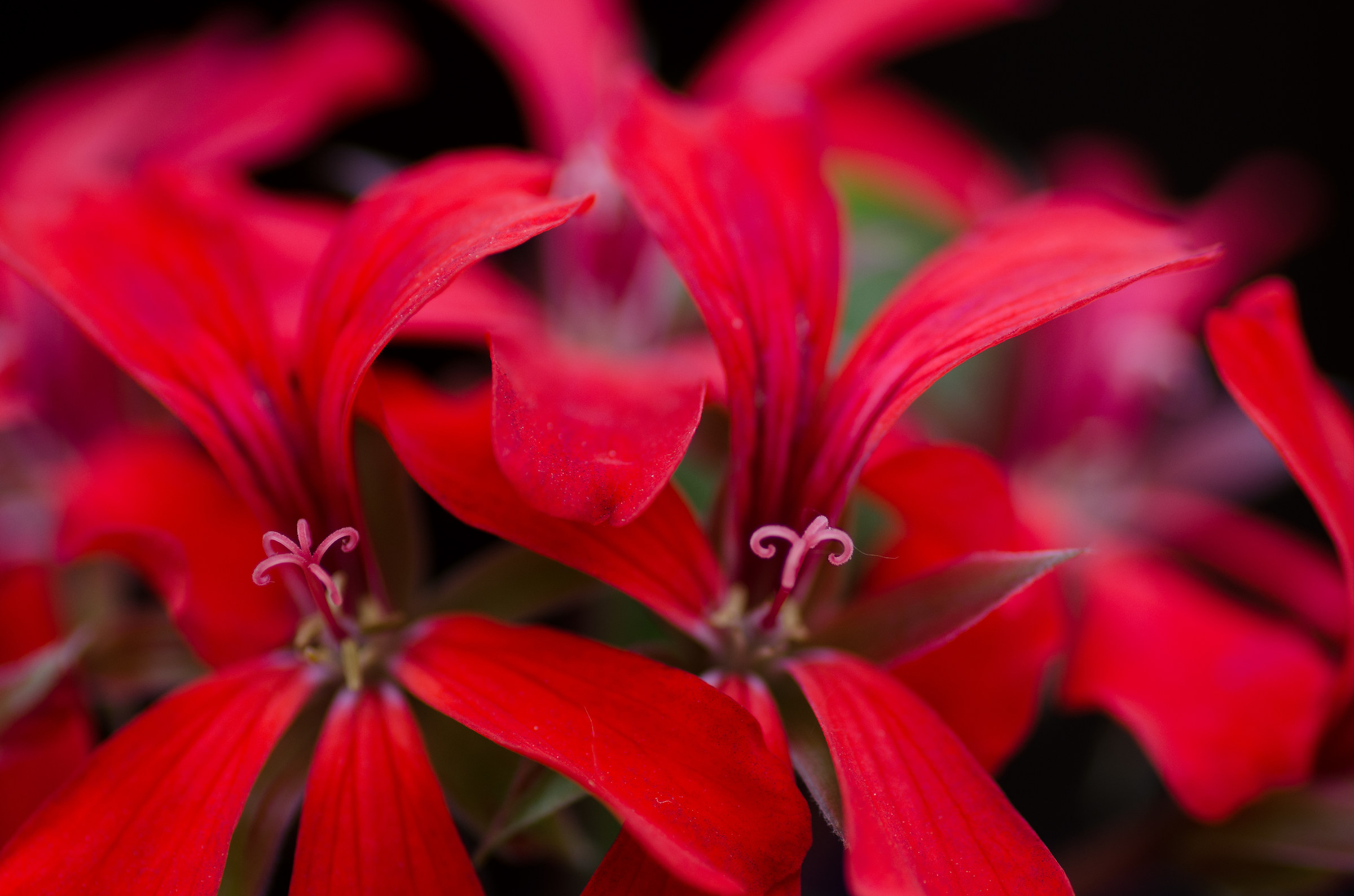 Parisian Geraniums