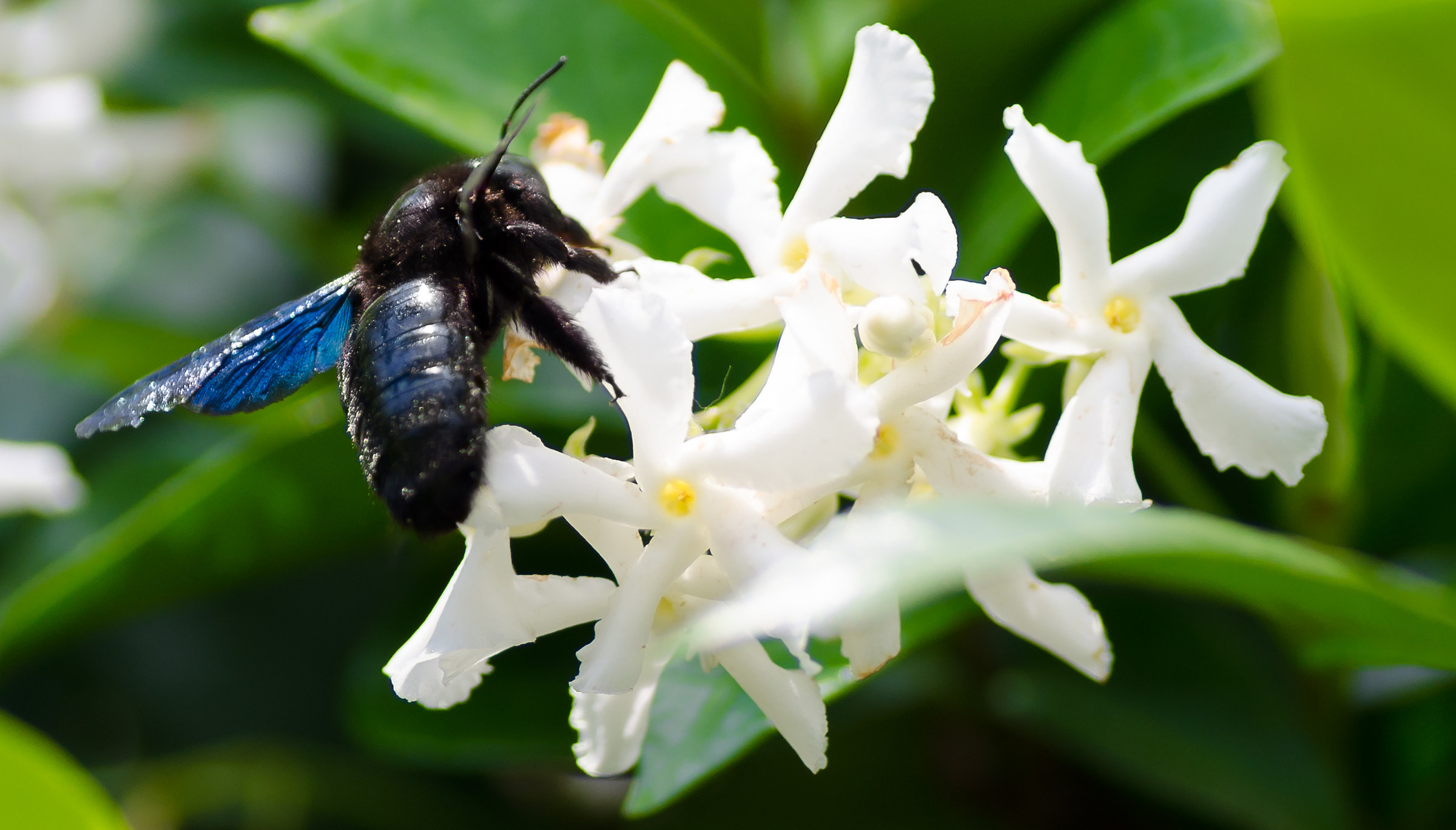 Calabrone su fiore di gelsomino
