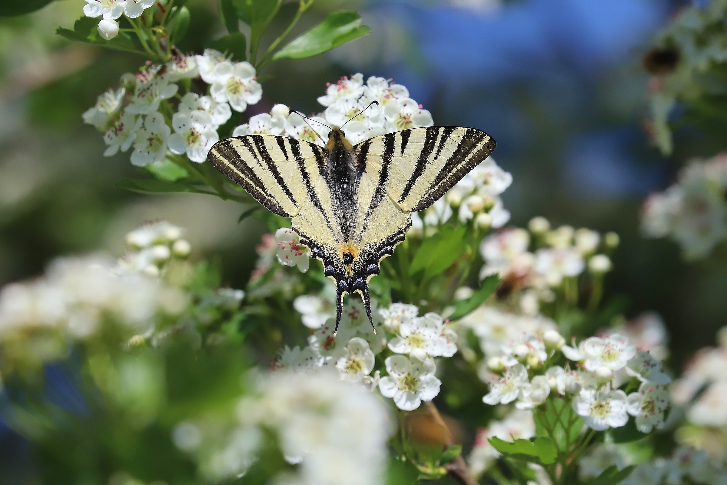 scarce Swallowtail (Iphiclides podalirius)