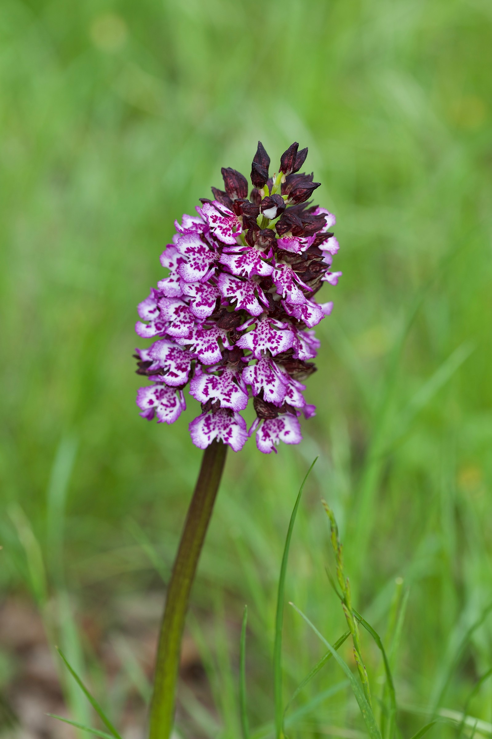 Orchis purpurea