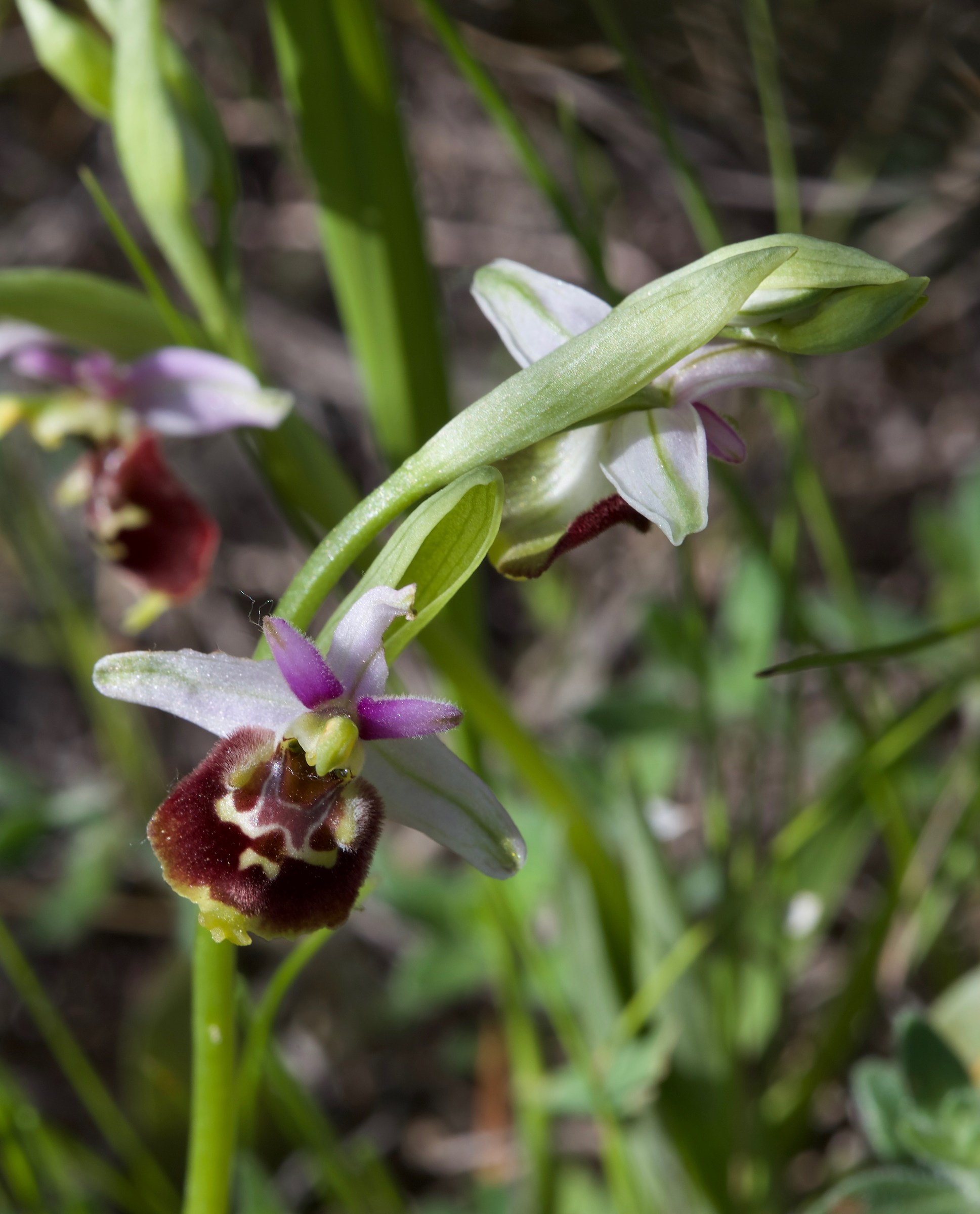 Ophrys appennina