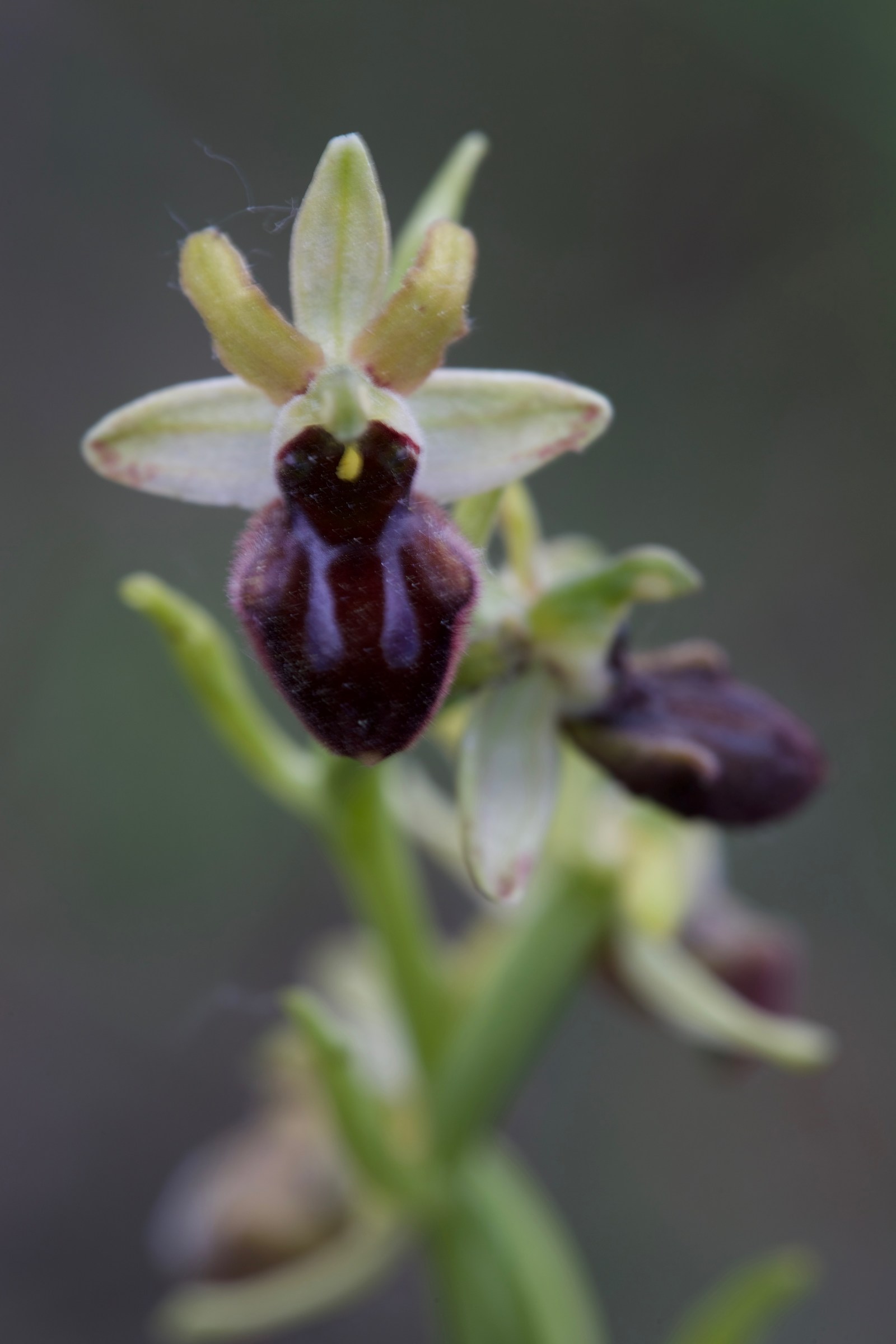 Ophrys incubacea