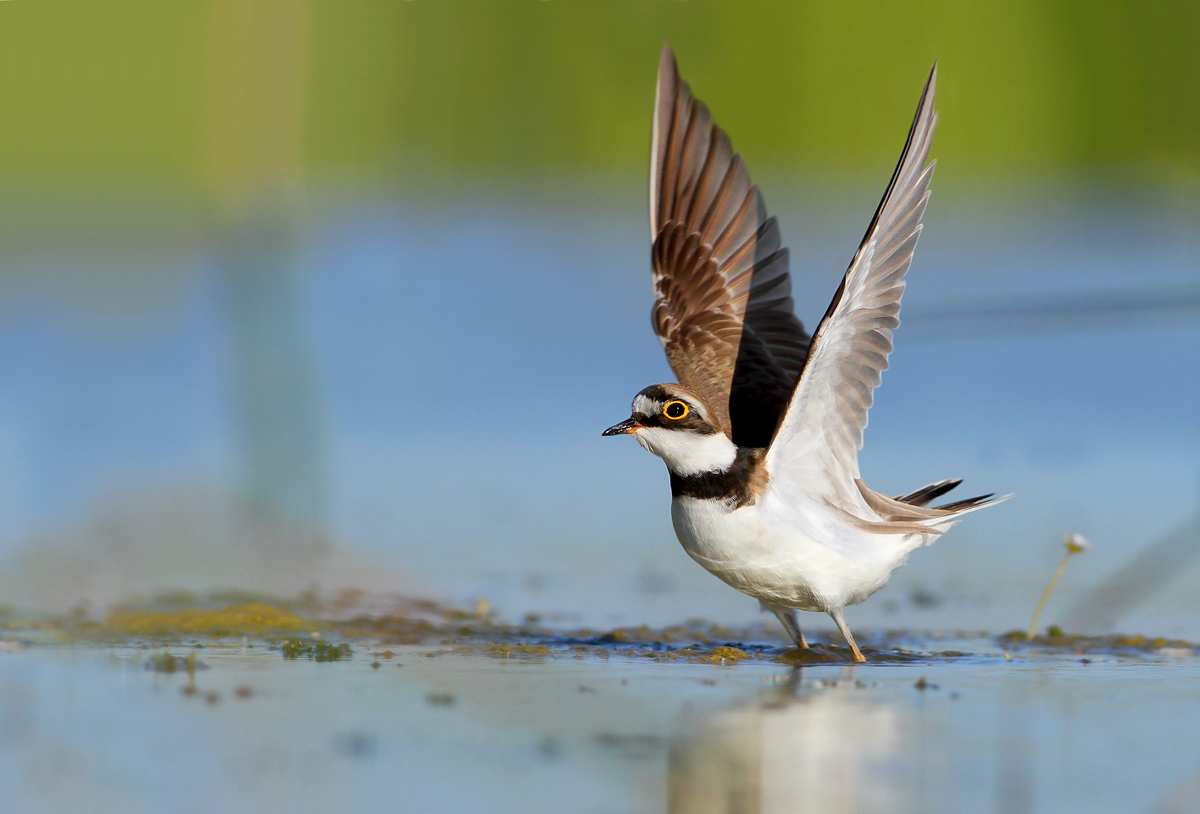 Little Ringed Plover