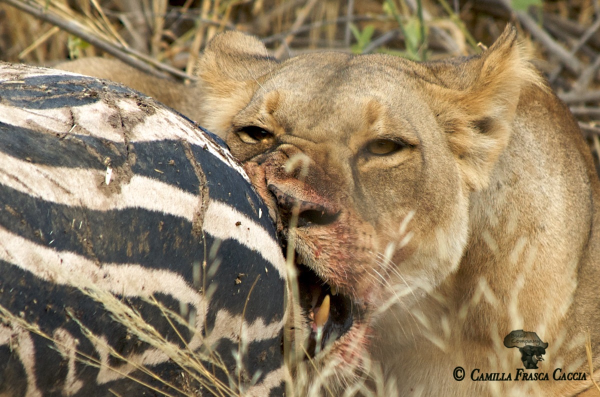 La leonessa e la zebra
