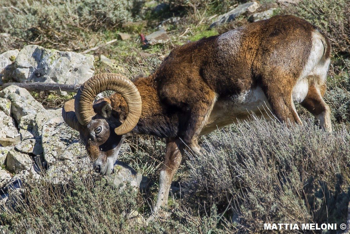 Muflone sardo - Ovis musimon