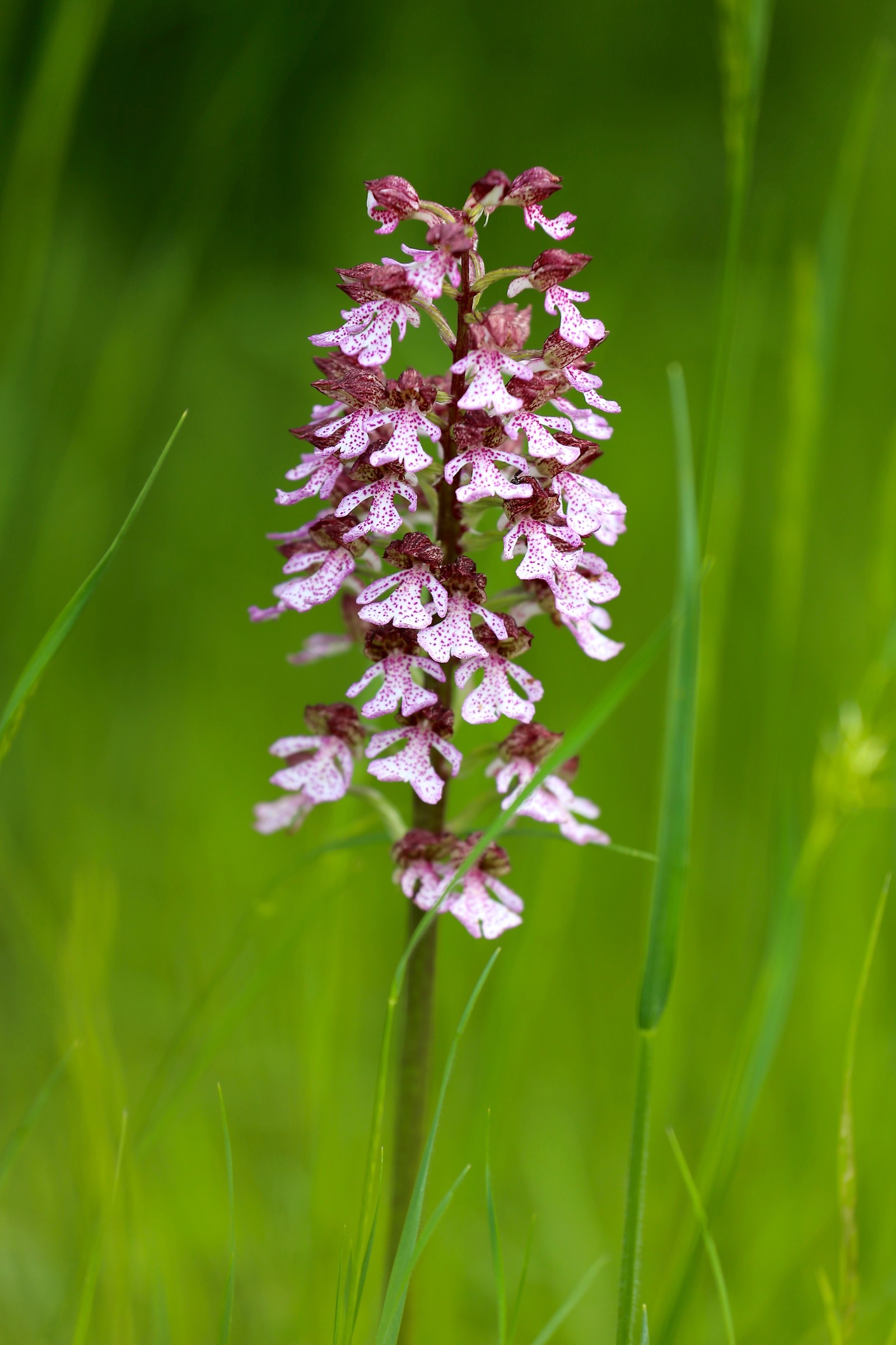 Orchis purpurea