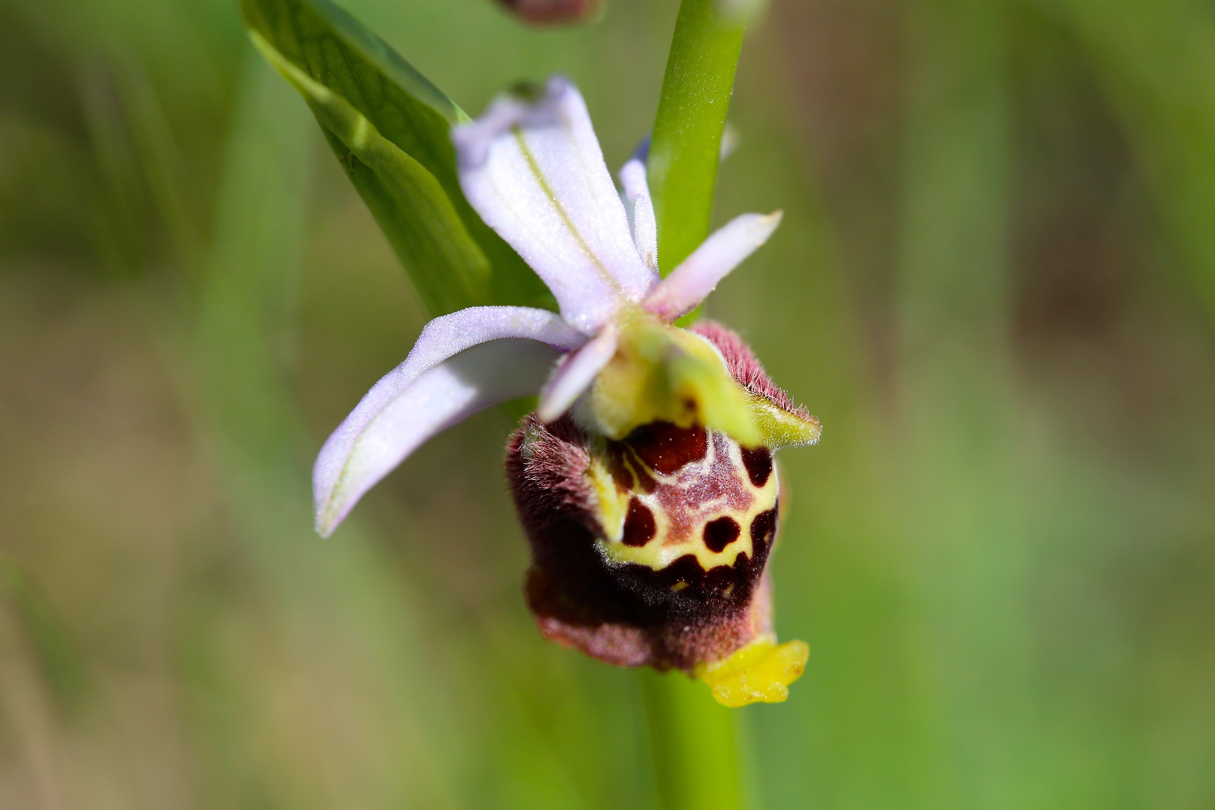 Ophrys dinarica