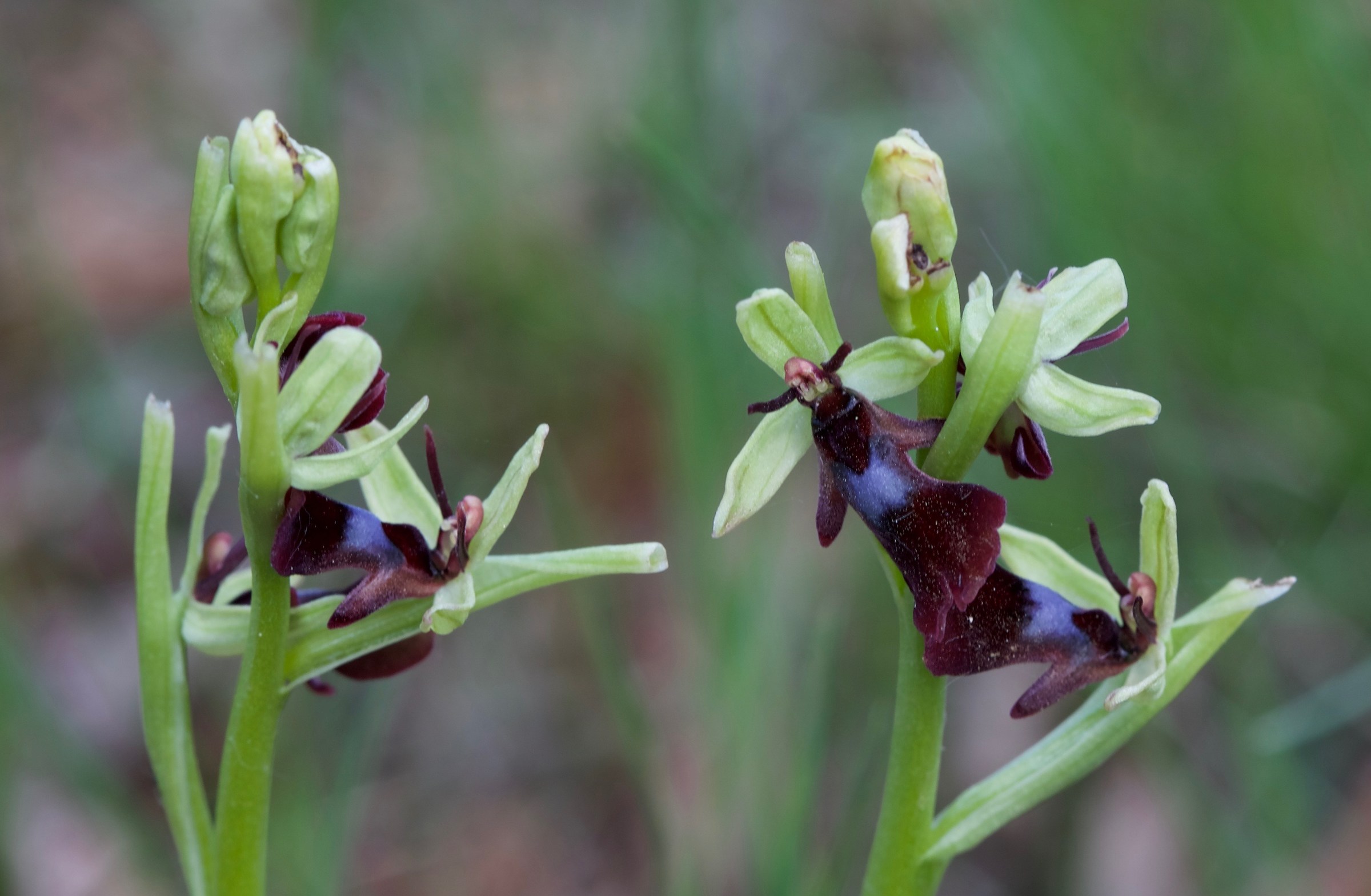Ophrys insectifera