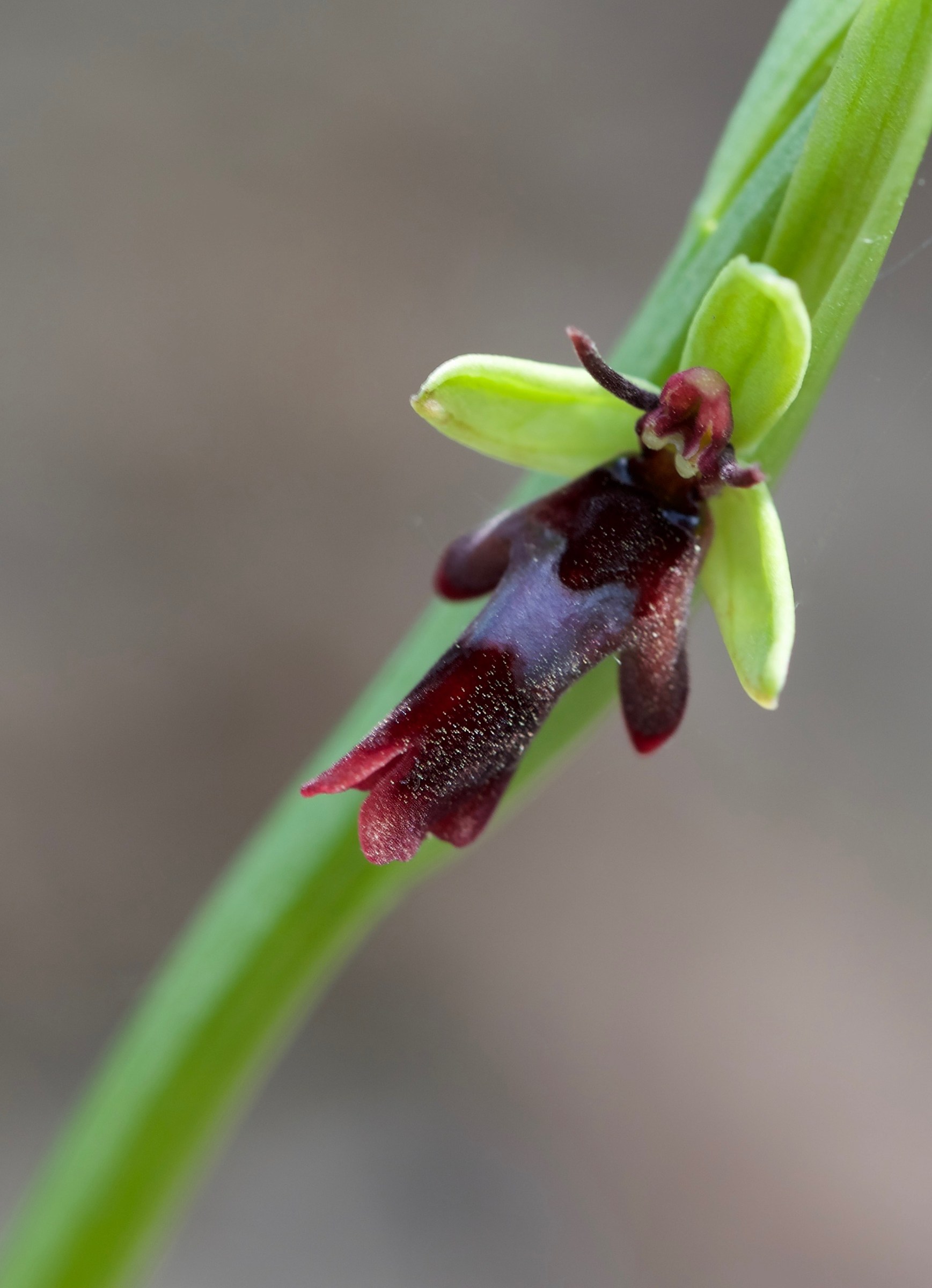Ophrys insectifera