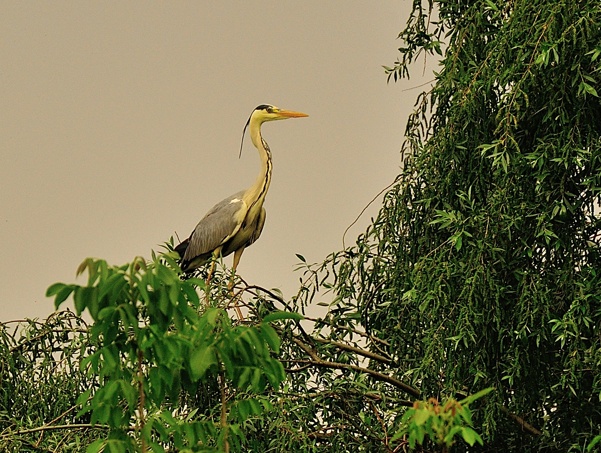Airone cenerino al lavoro