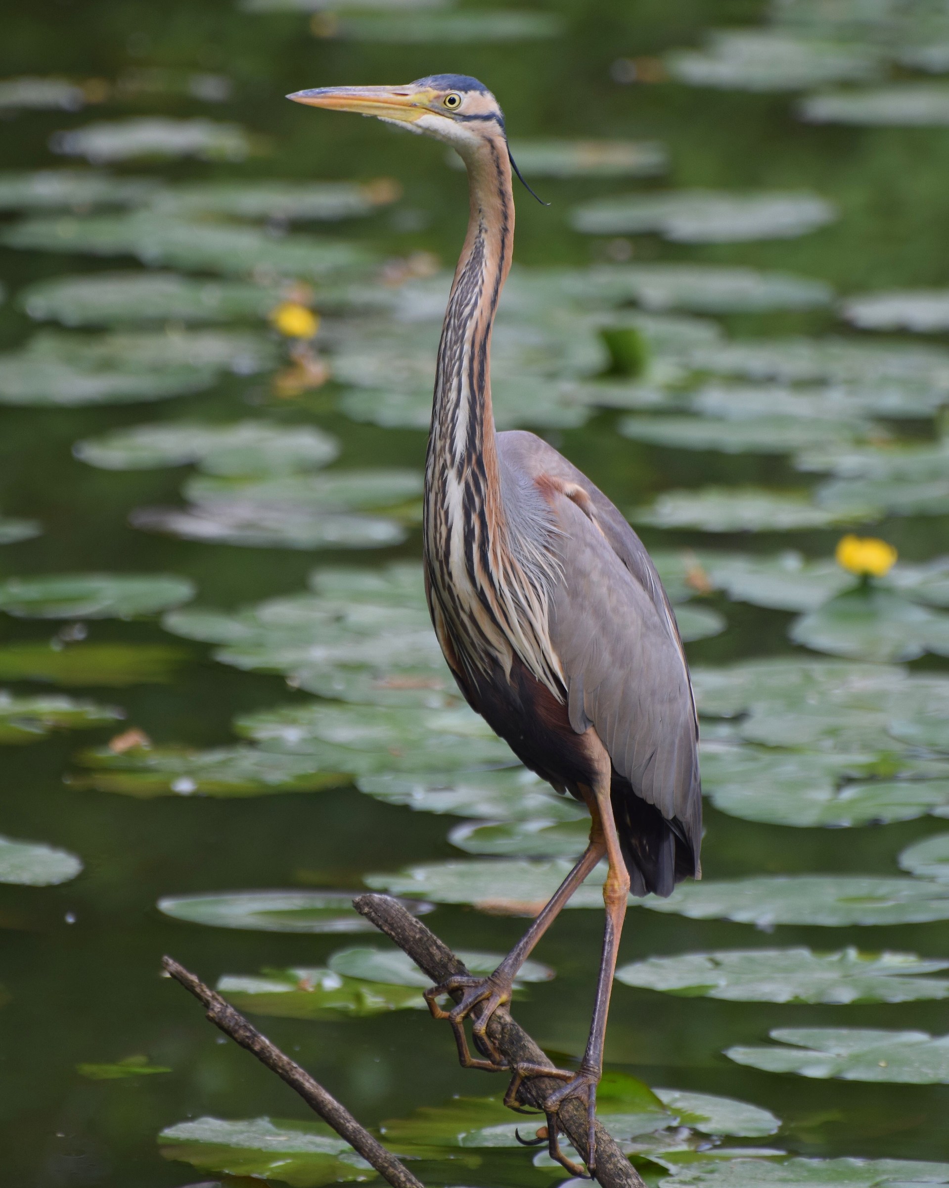Purple Heron