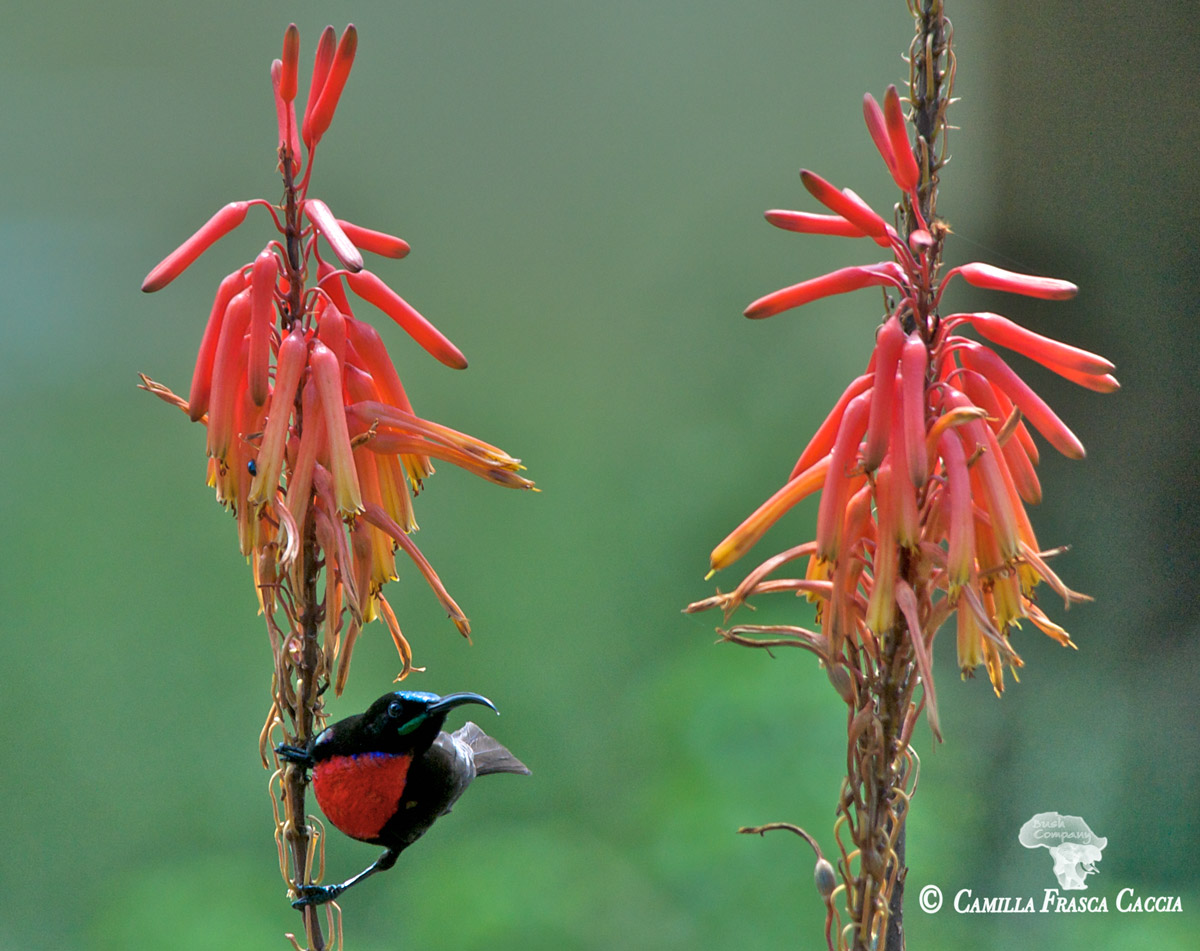 Nettarina di Hunter su fiore di agave
