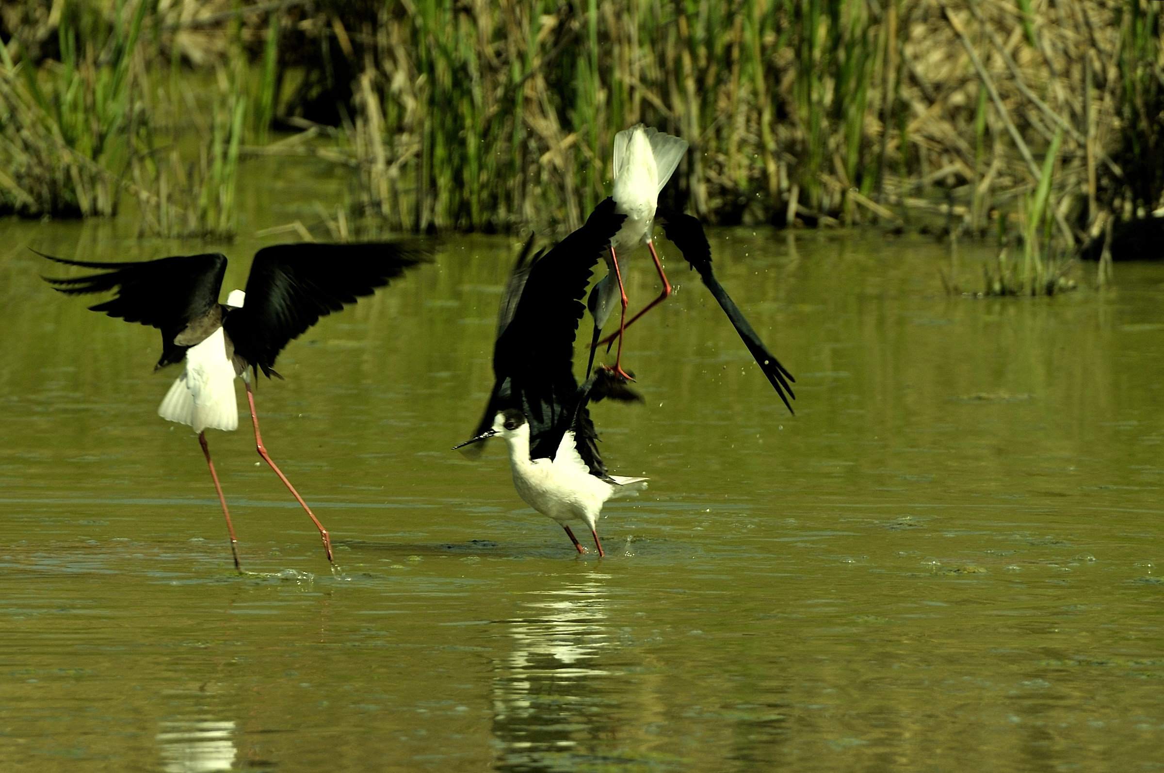 Cavalieri...tafferuglio