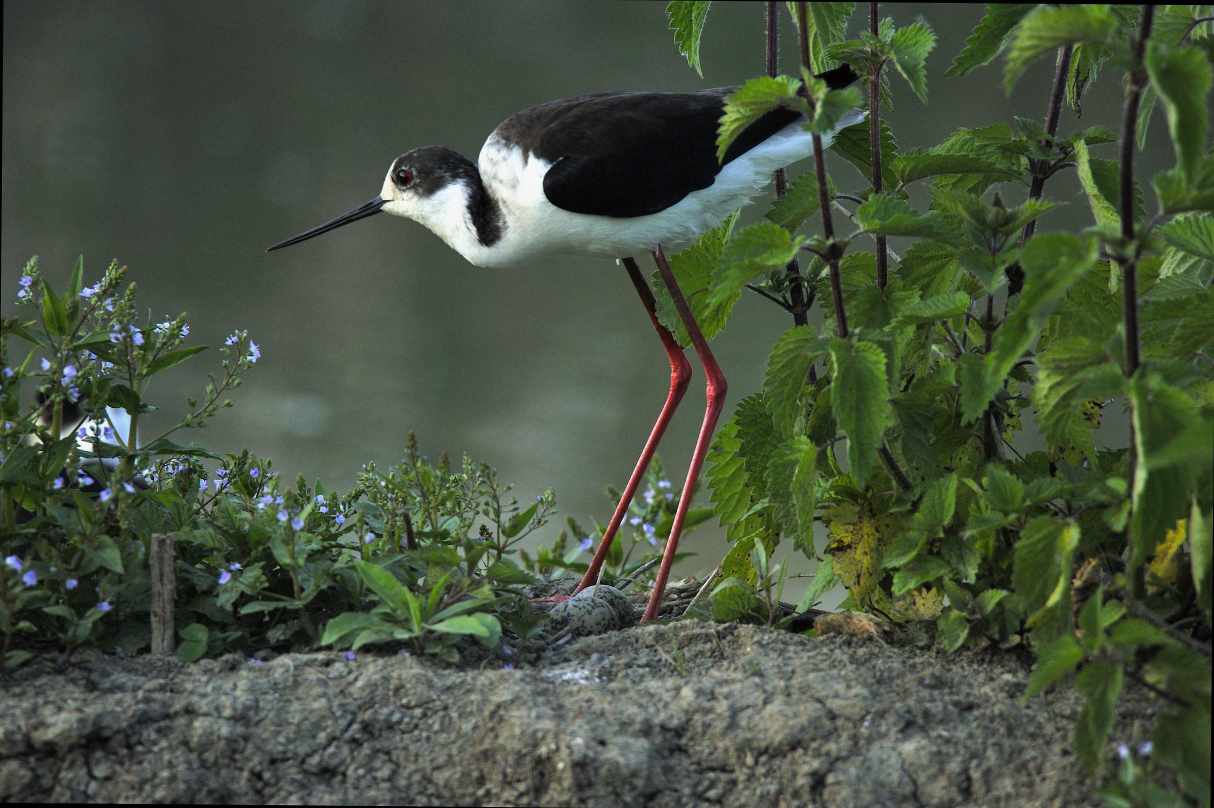 Cavaliere e le preziose uova