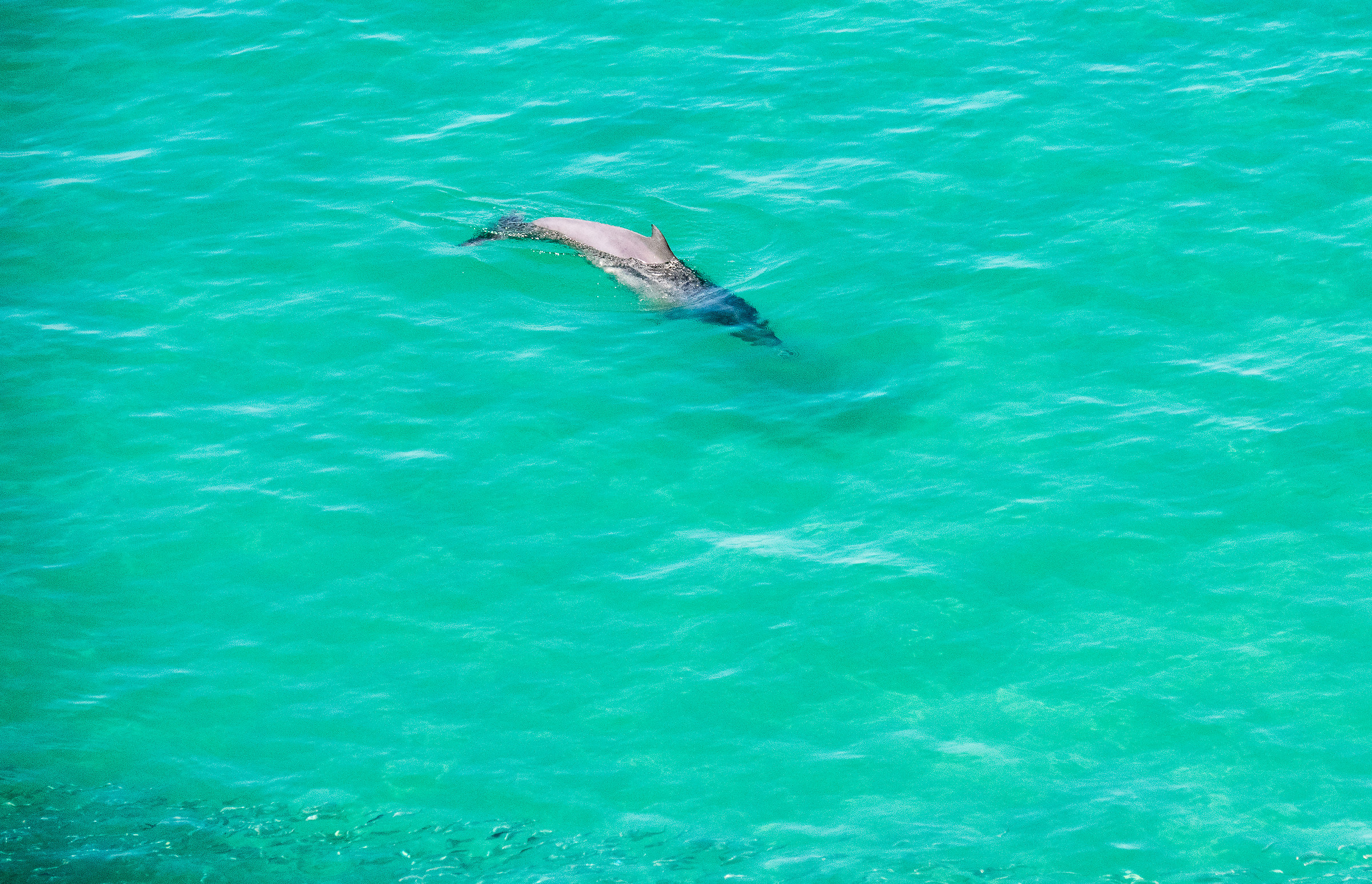 Dolphins hunt in Taqah