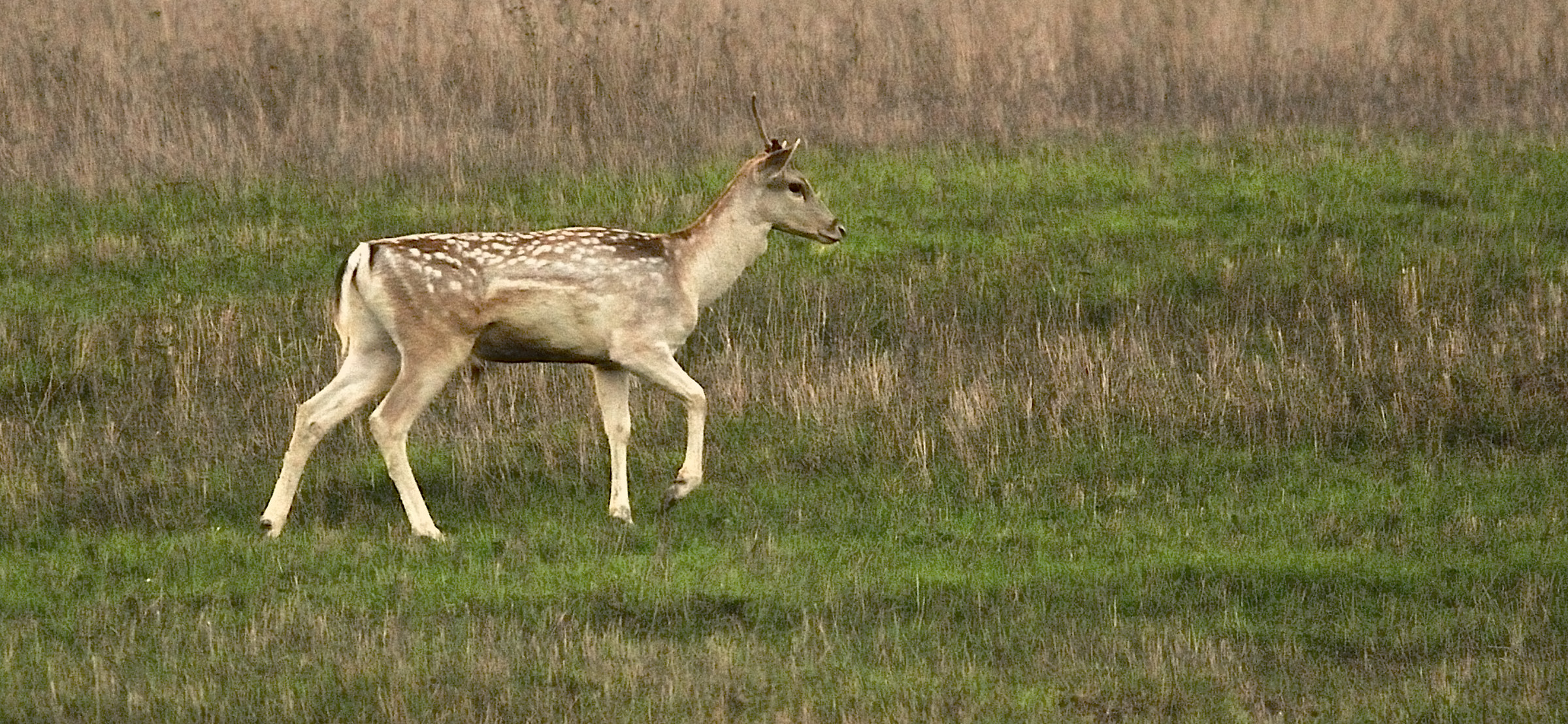 Daino mantello chiaro