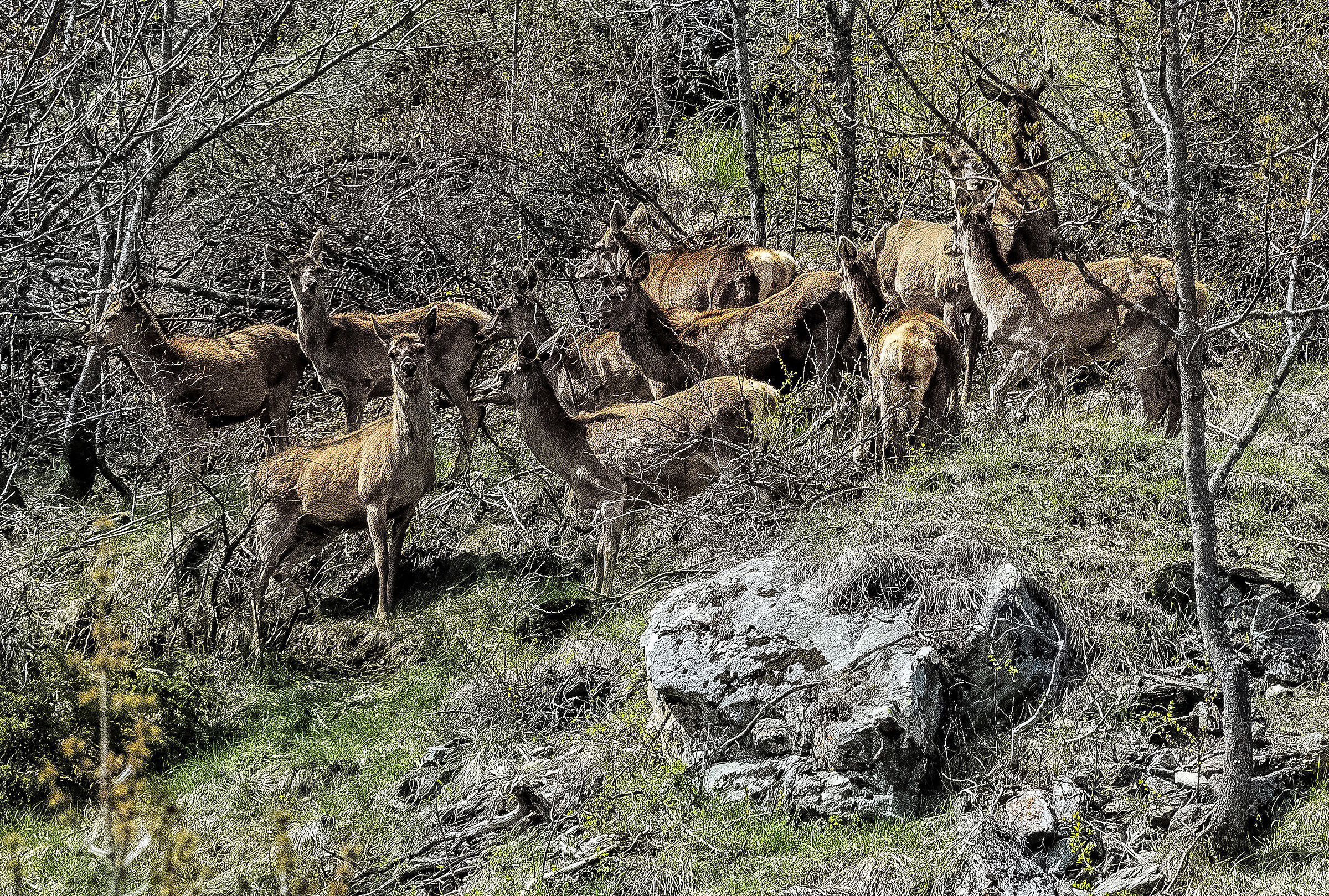 Caprioli di Pourrieres