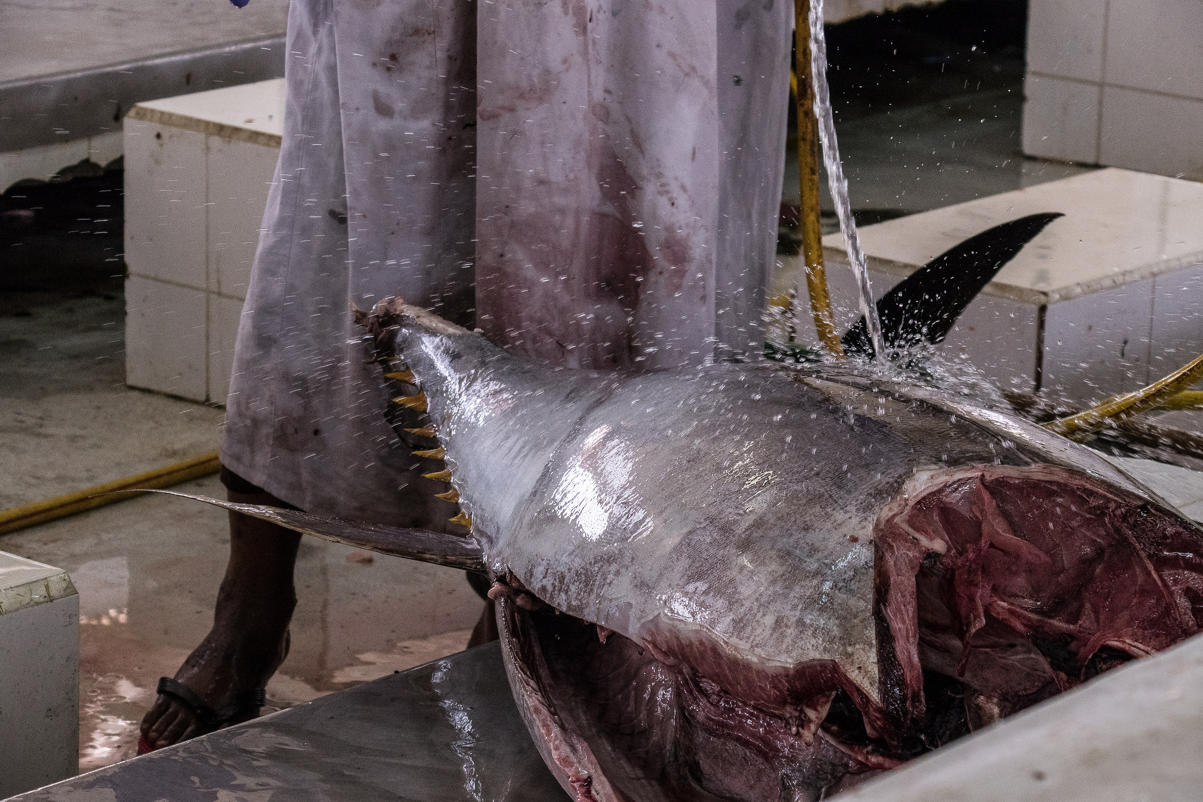 Yellow fin tuna fish market of Qurayat