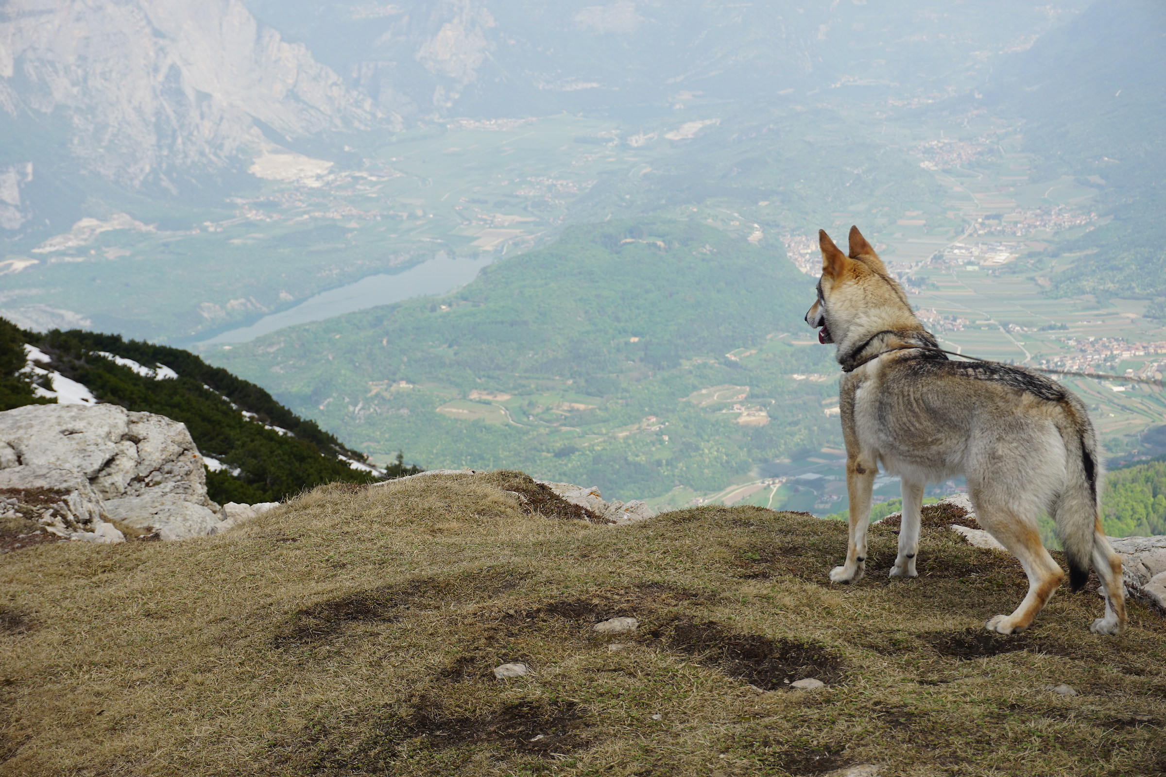 Attenti al lupo! Vedetta sulla val dei laghi..