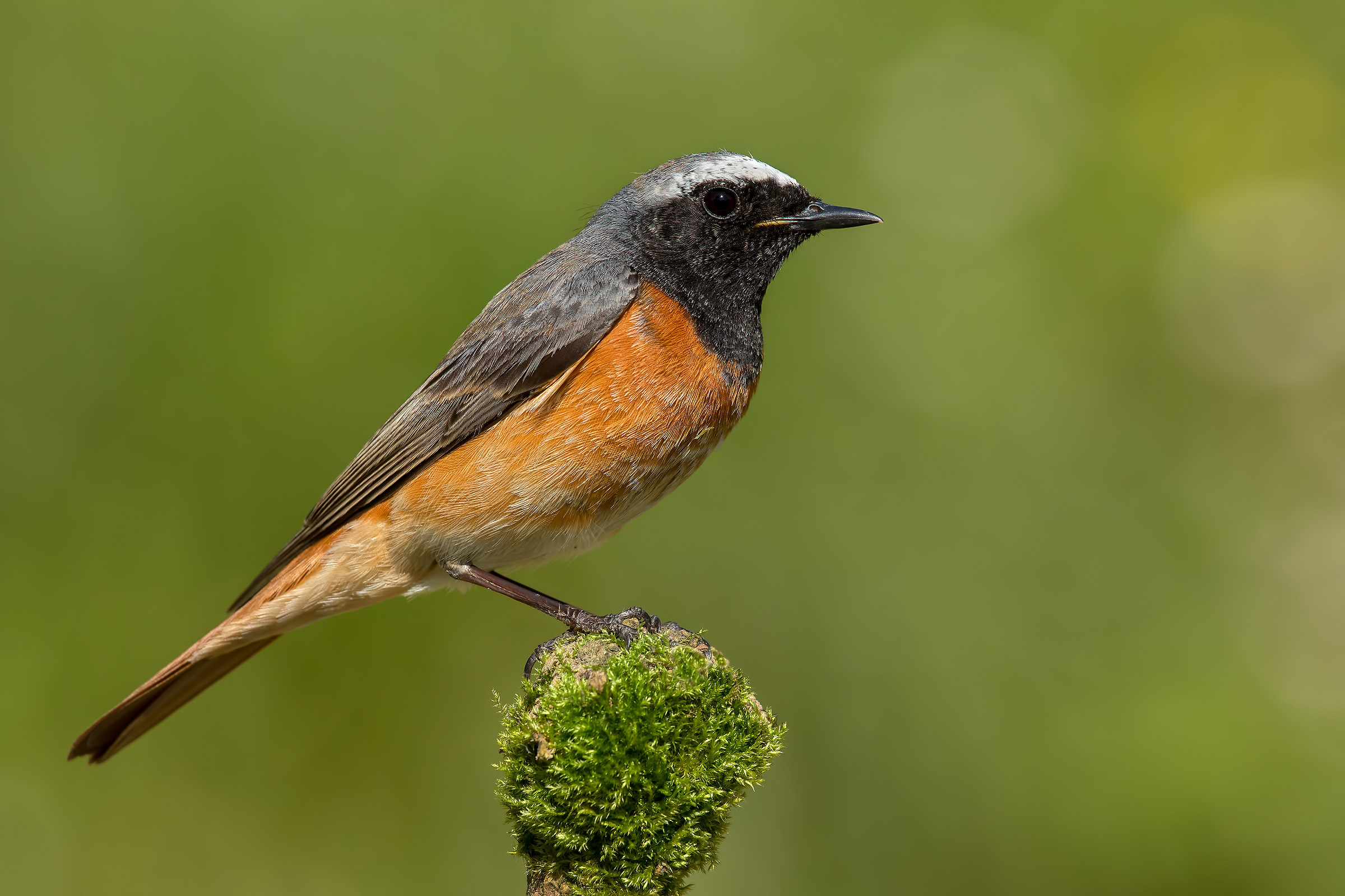 Common Redstart