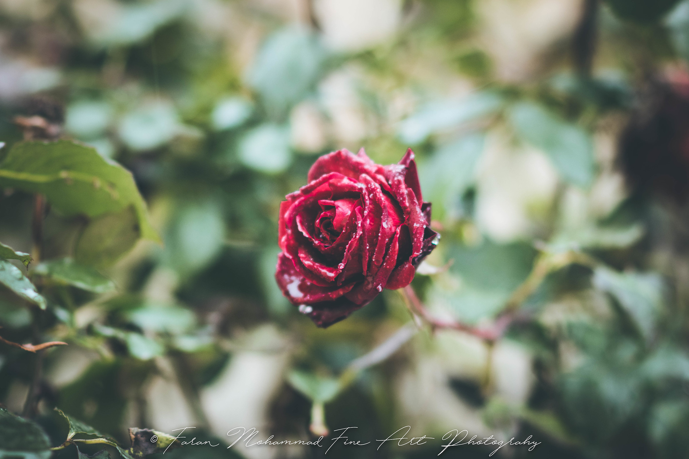 Rainy rose
