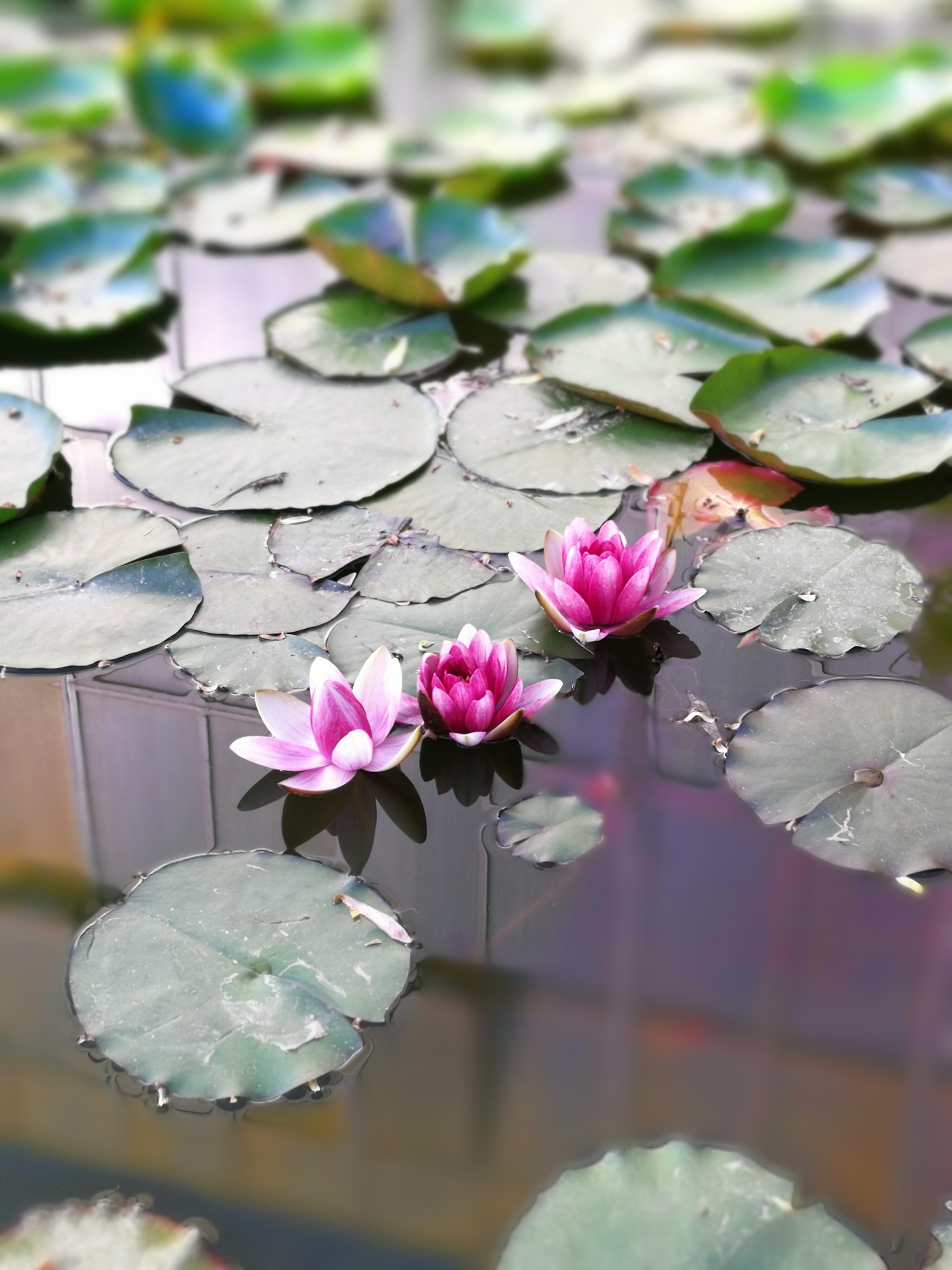 Water lilies