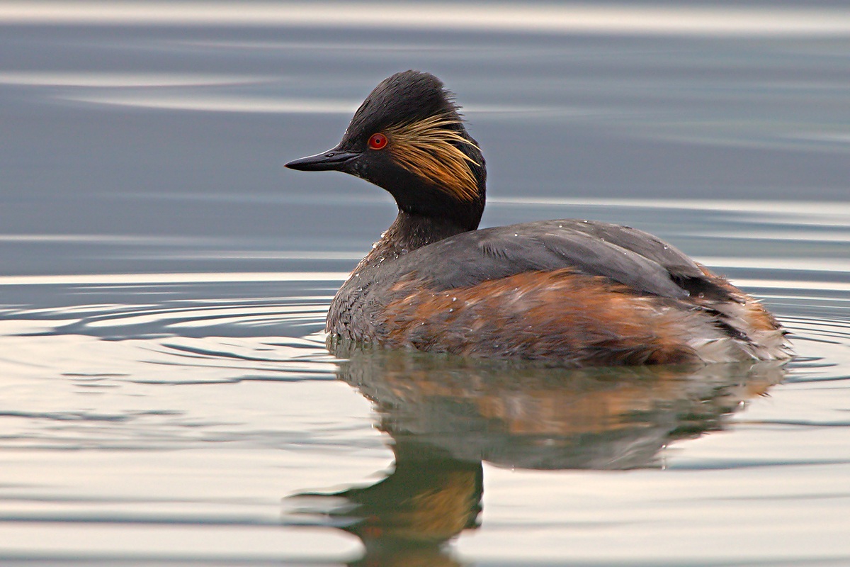 Little Grebe (Podiceps nigricollis)
