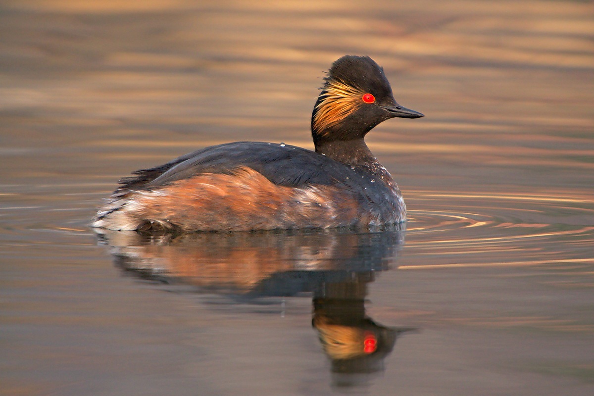 Little Grebe (Podiceps nigricollis)