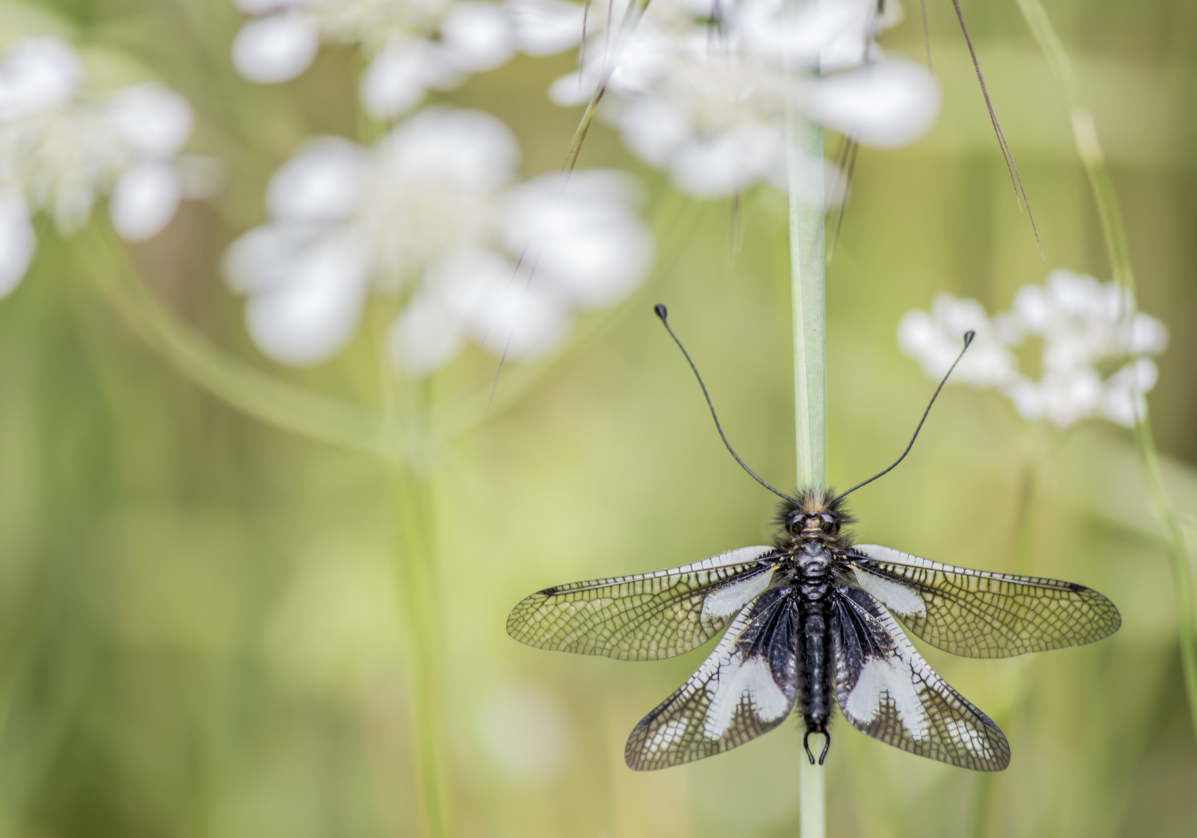 Libelloides Coccajus (Maschio)