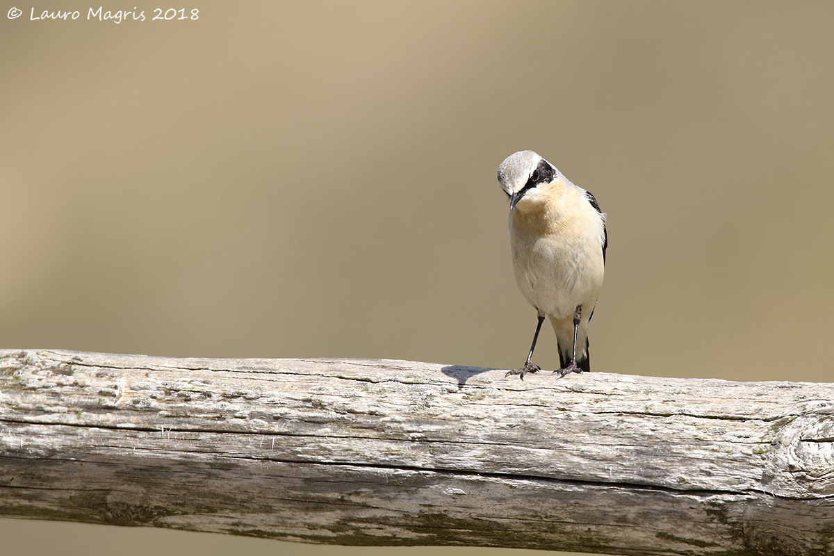Northern Wheatear