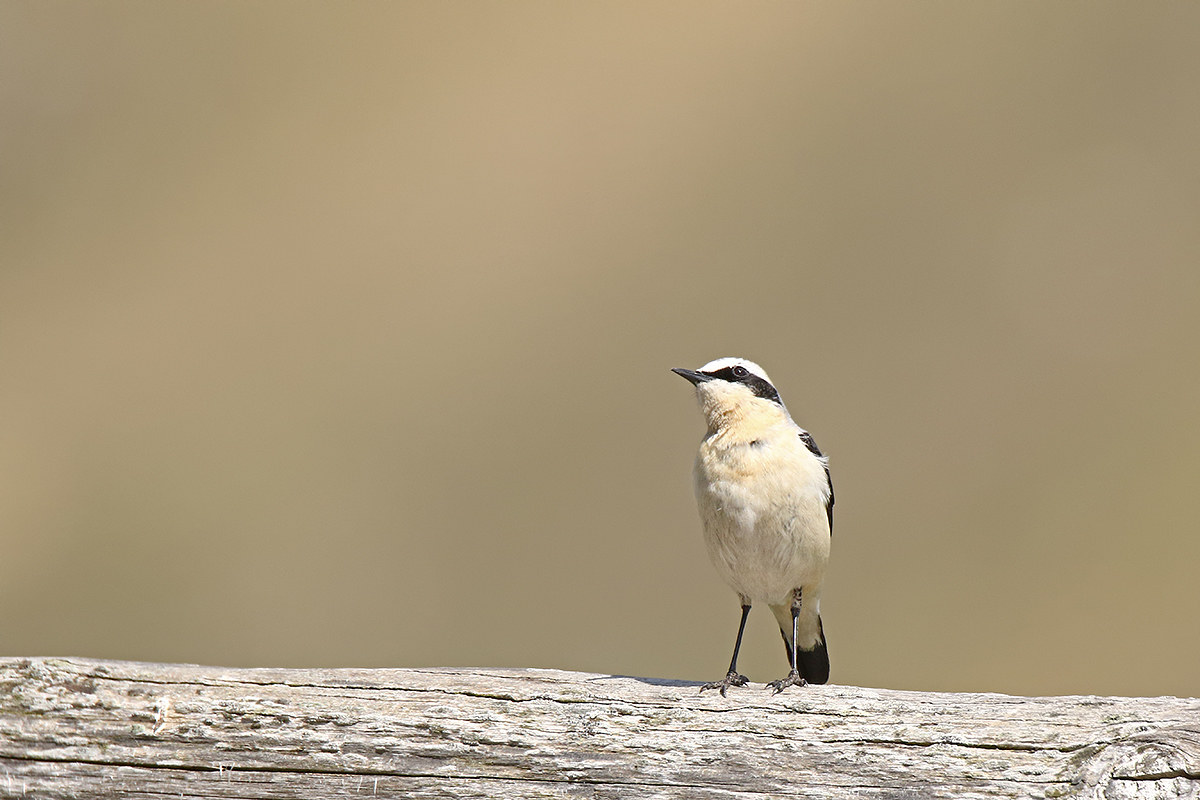 Northern Wheatear posing