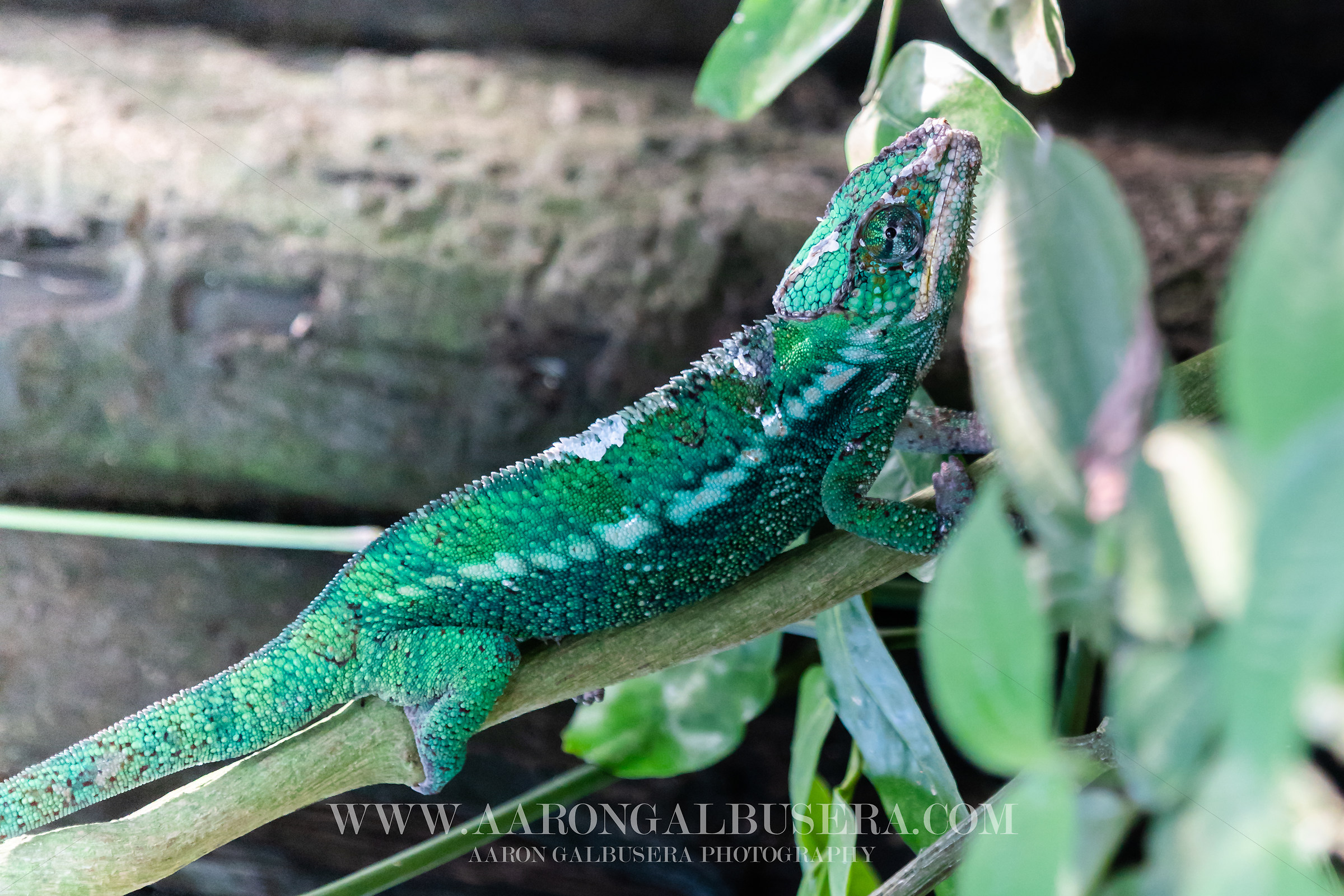 Madagascan Panther Chameleon