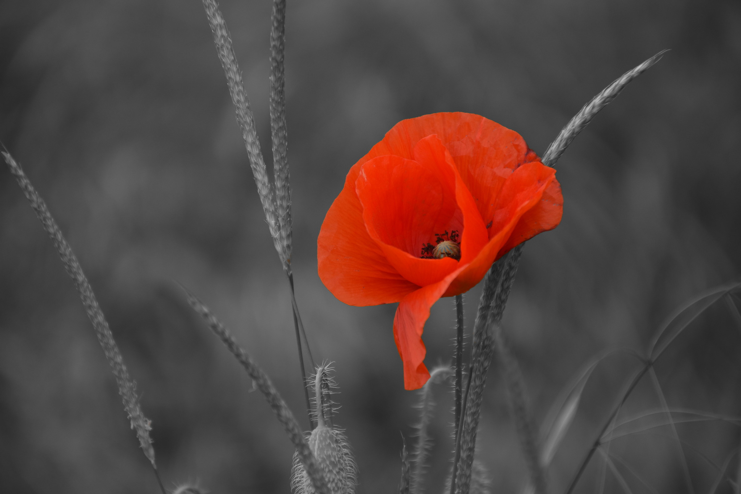 I am the poppy