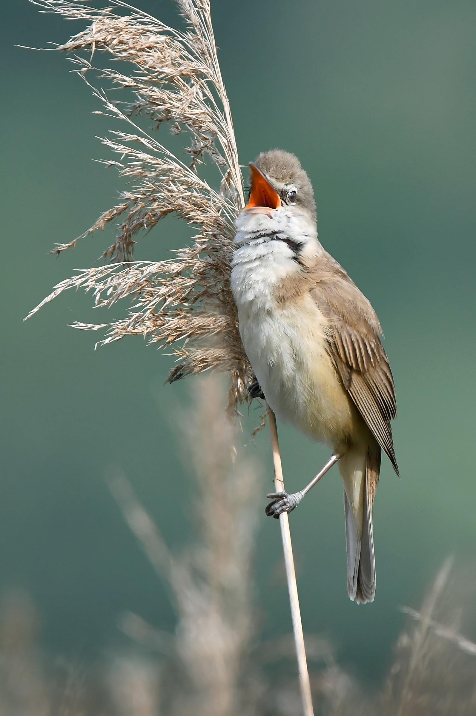 Canareccione chiassoso