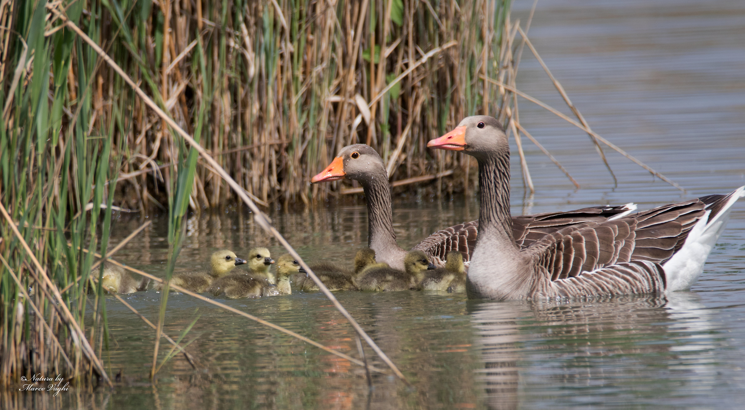 Oca selvatica anser anser