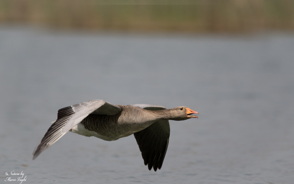 Oca selvatica anser anser